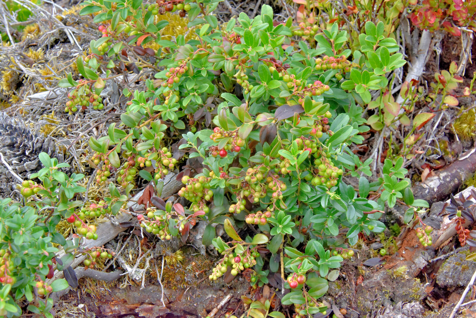 Valokuvaaja: Reijo Juurinen