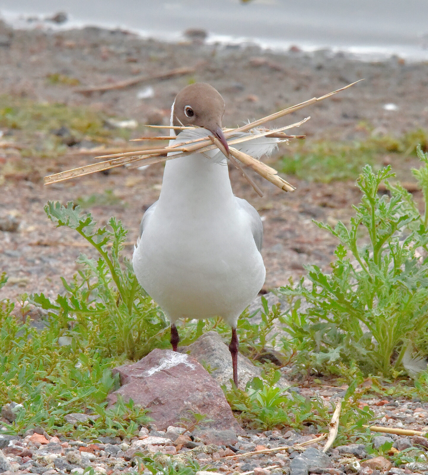 Valokuvaaja: Reijo Juurinen