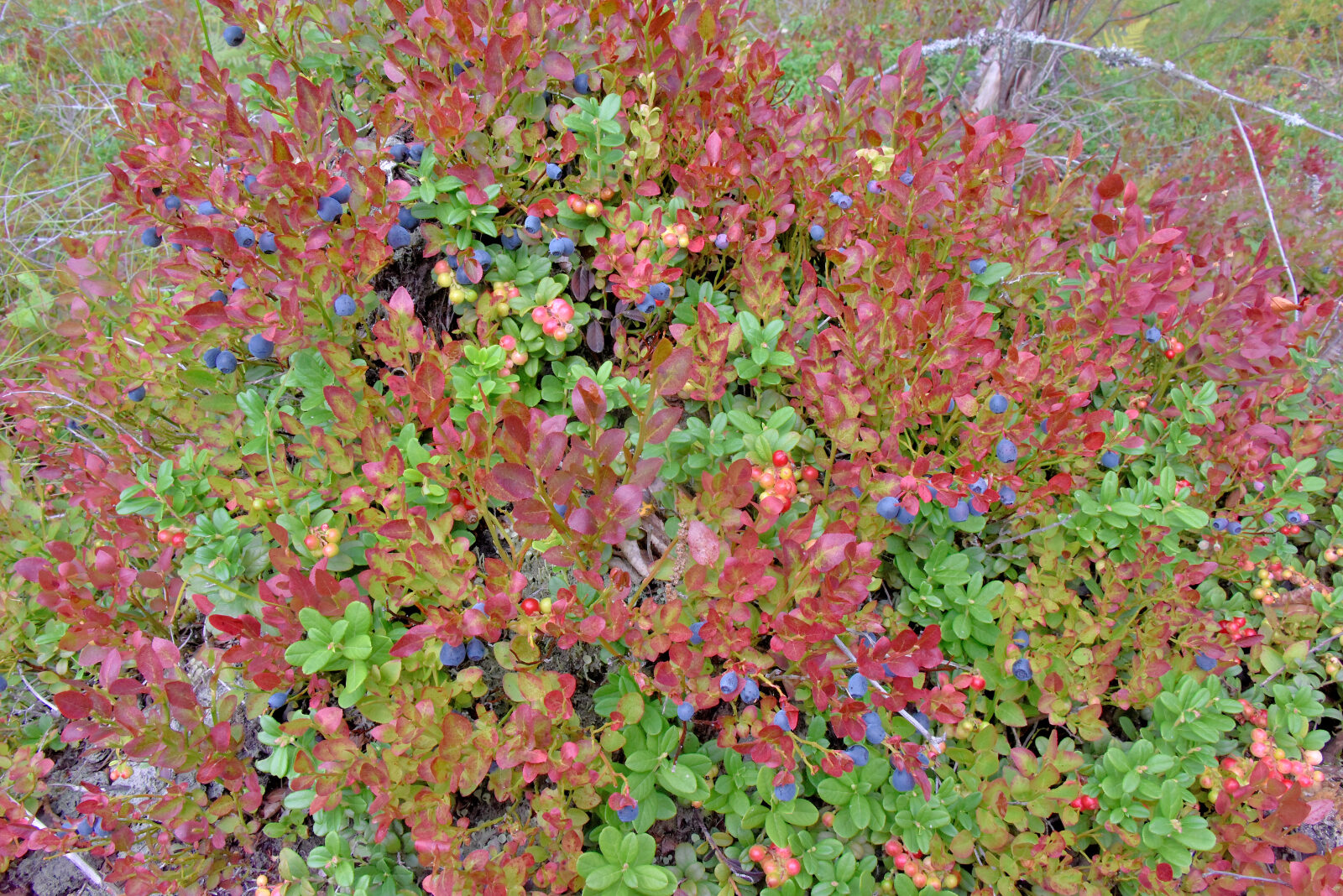 Valokuvaaja: Reijo Juurinen Valokuvaaja: Reijo Juurinen