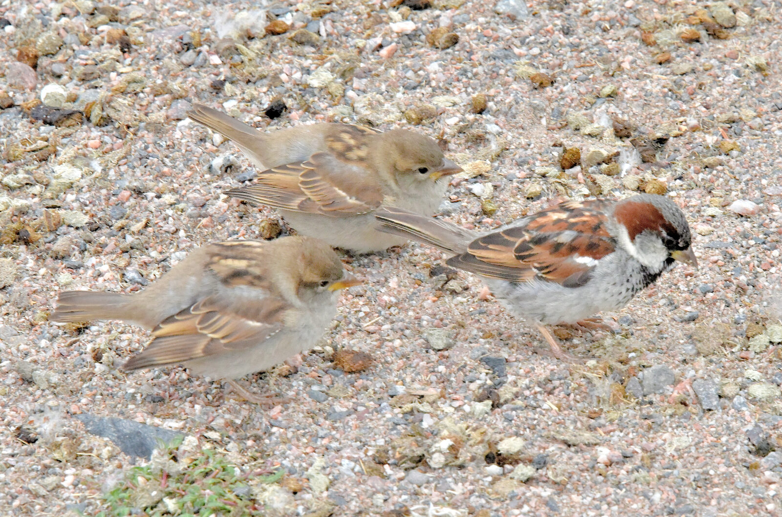 Valokuvaaja: Reijo Juurinen