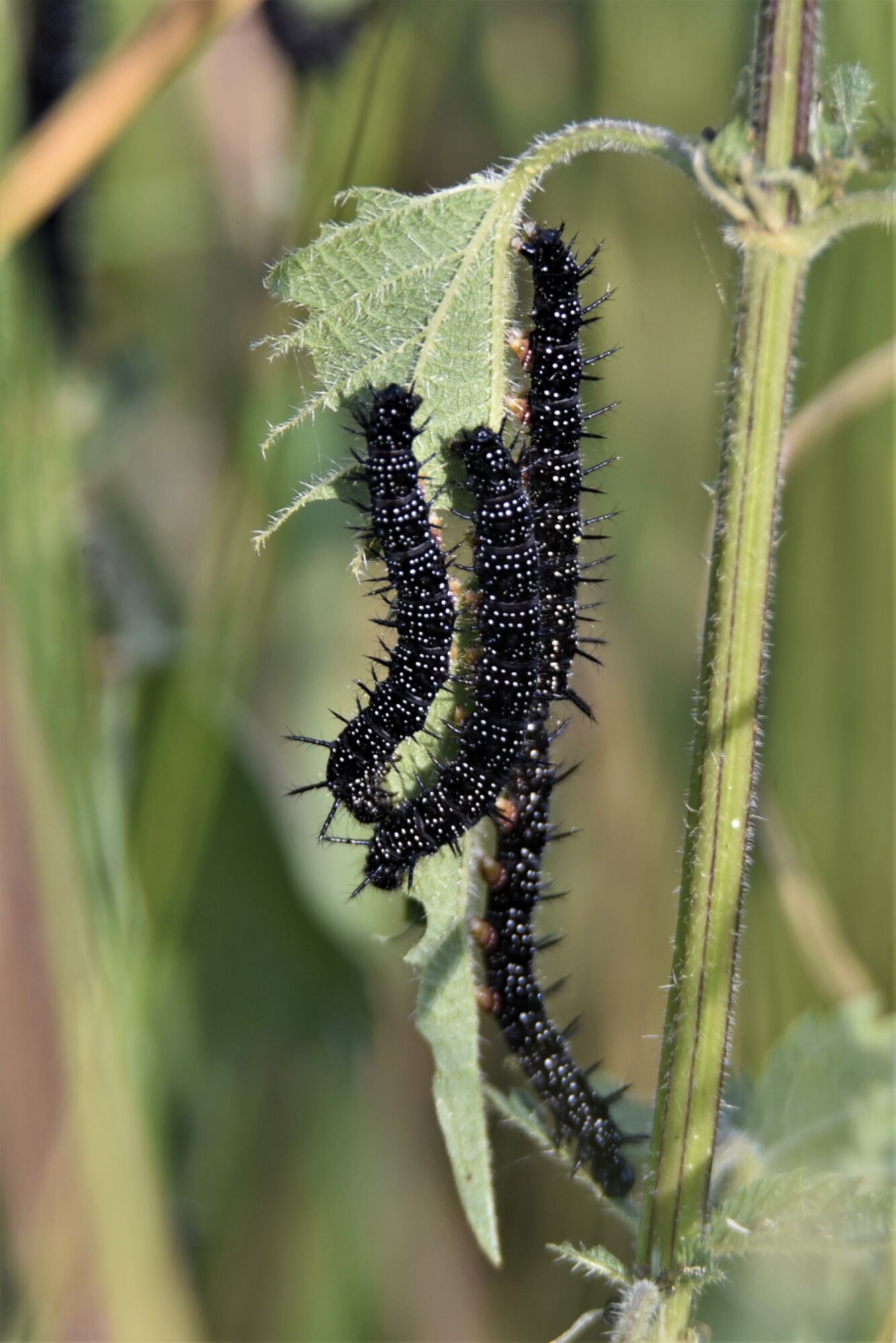 Valokuvaaja: Maarit Siitonen