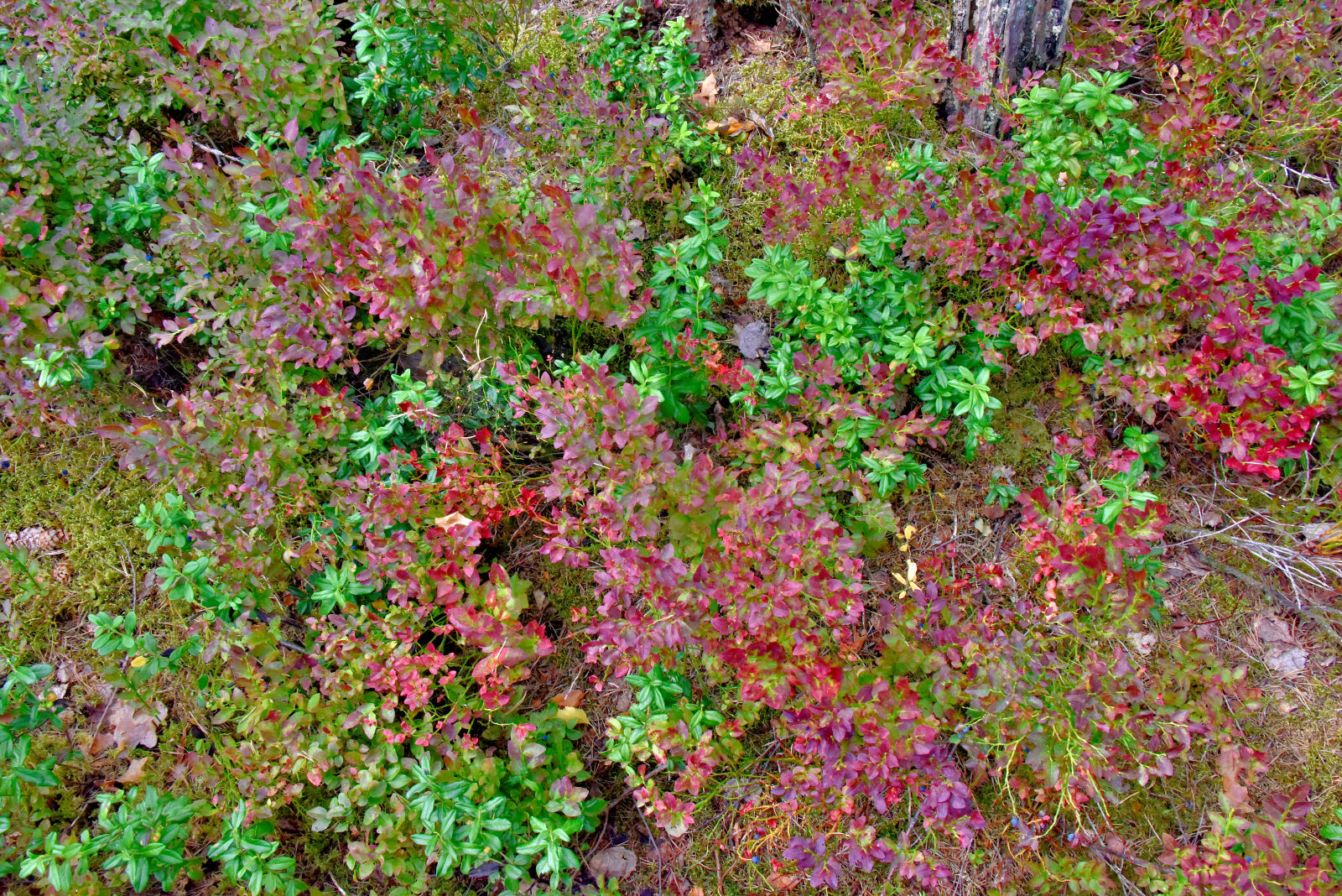 Valokuvaaja: Reijo Juurinen