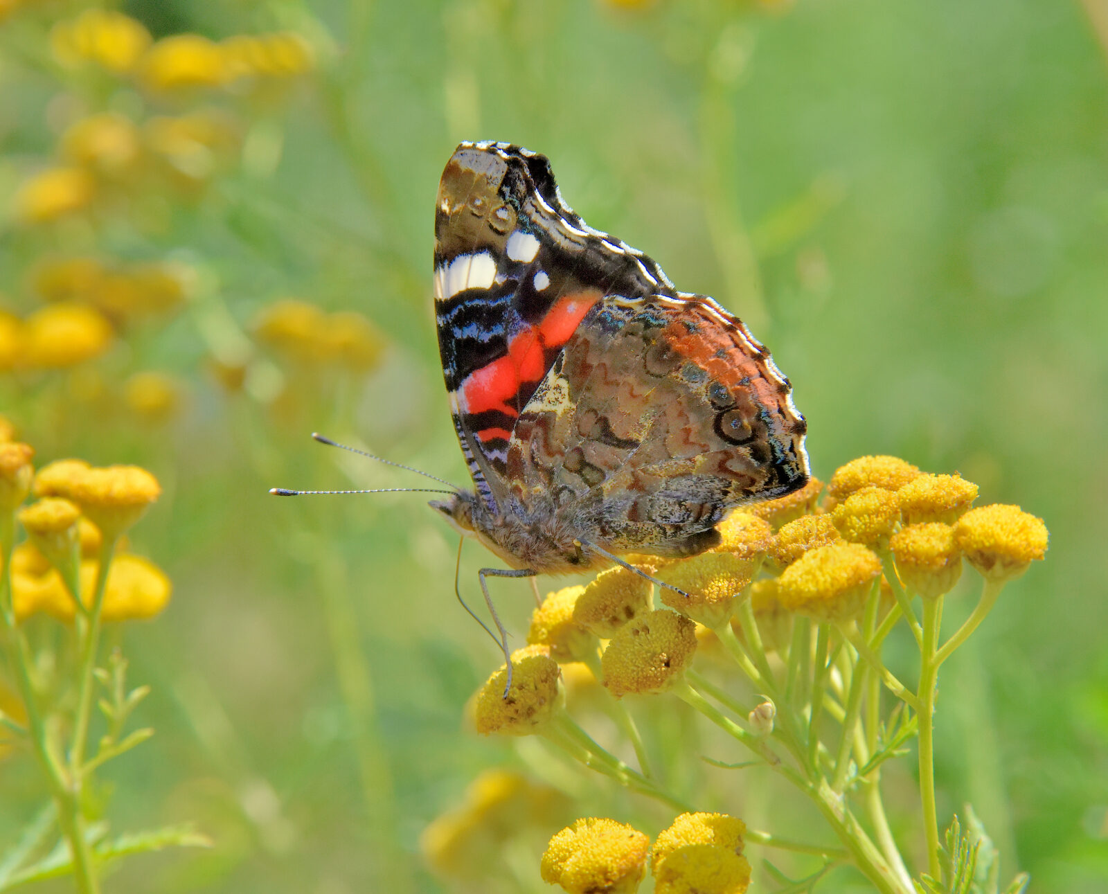 Valokuvaaja: Reijo Juurinen