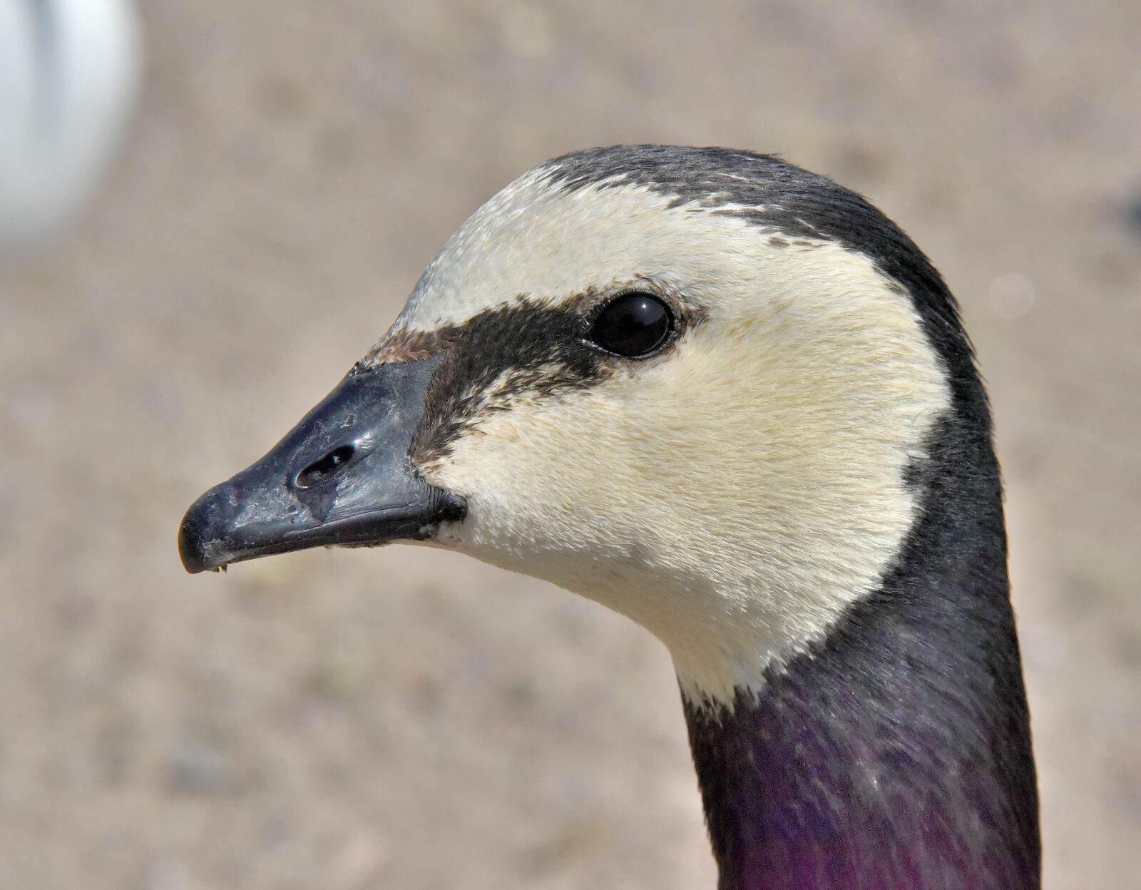 Valokuvaaja: Reijo Juurinen Valokuvaaja: Reijo Juurinen