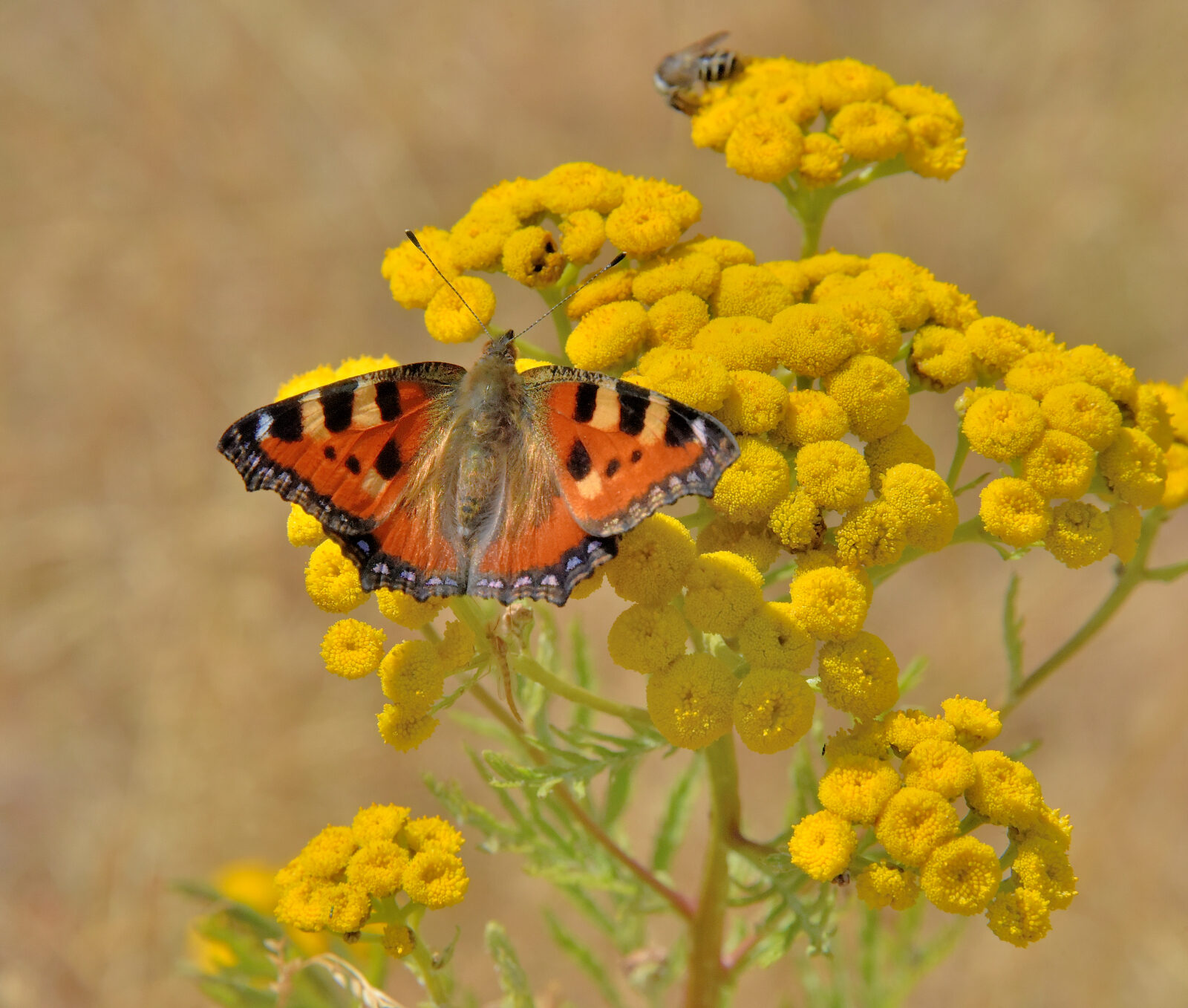 Valokuvaaja: Reijo Juurinen Valokuvaaja: Reijo Juurinen