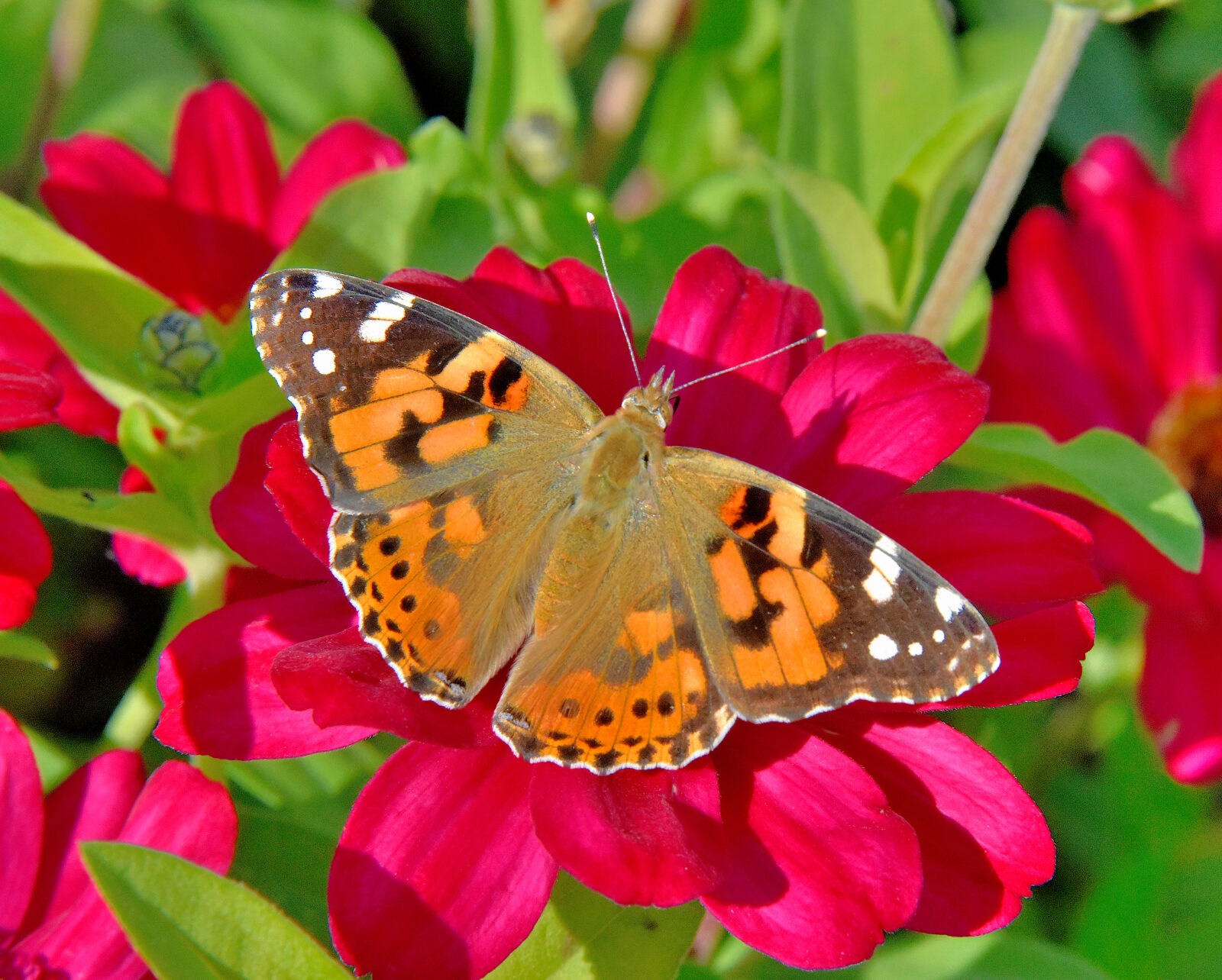 Valokuvaaja: Reijo Juurinen