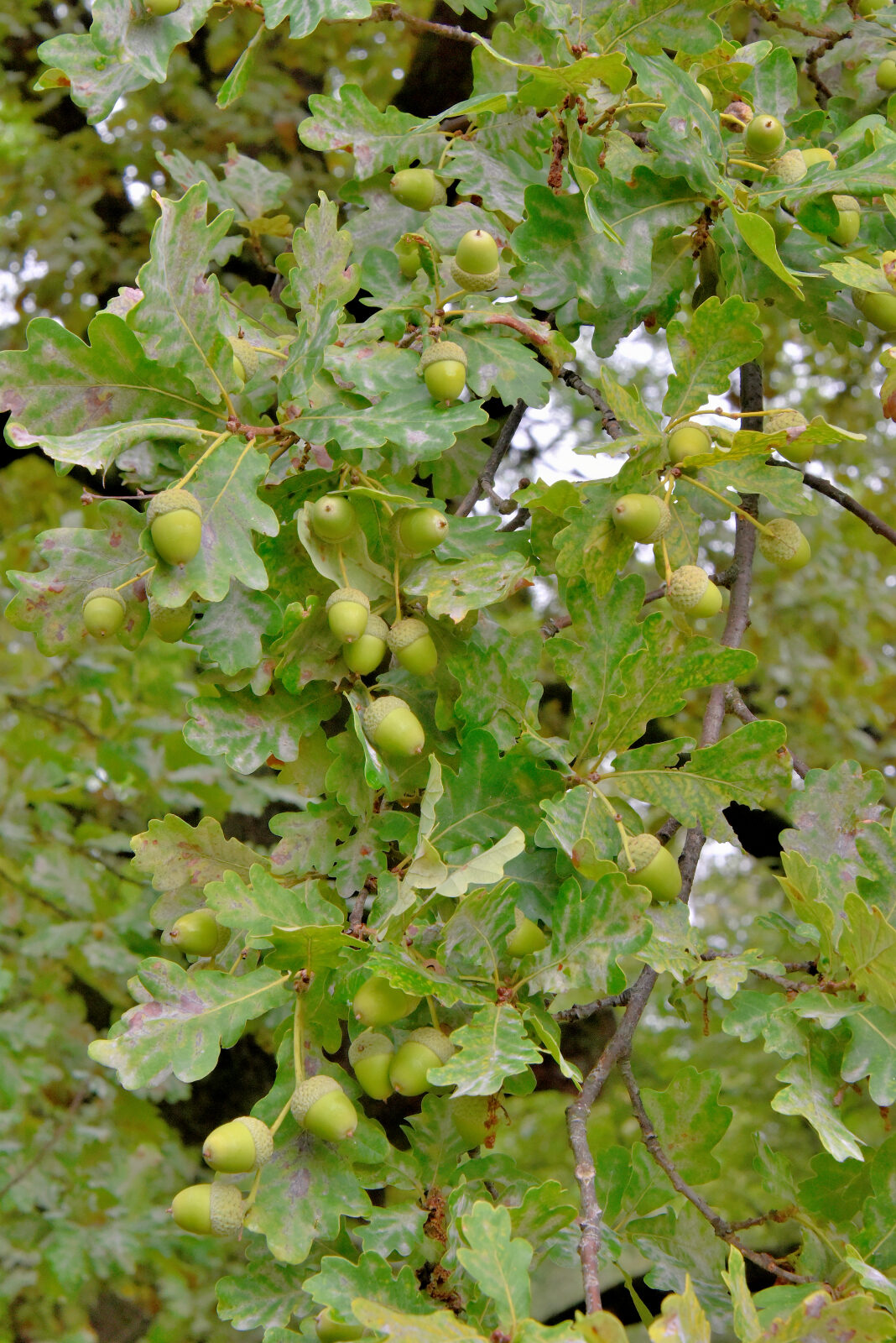 Valokuvaaja: Reijo Juurinen