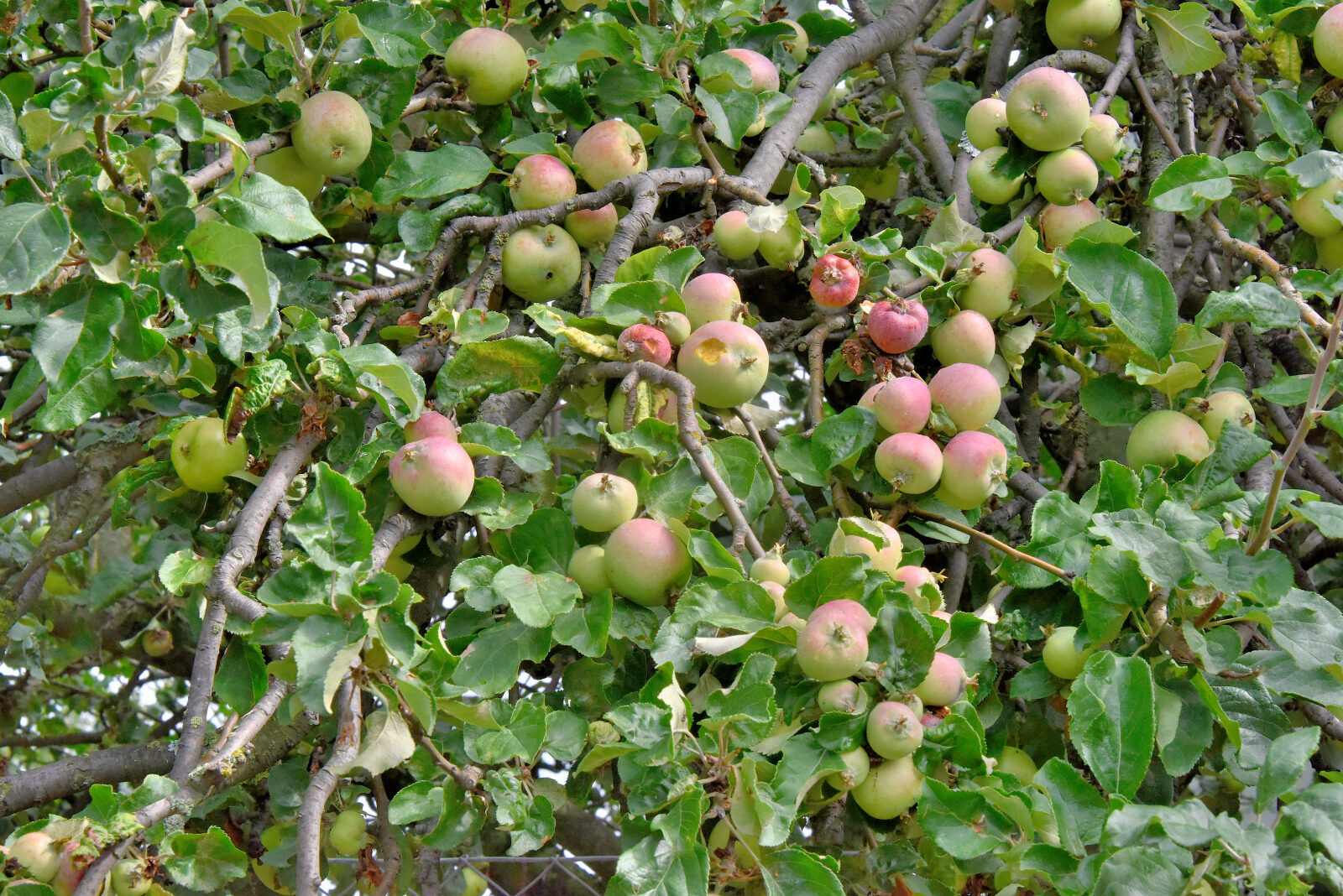 Valokuvaaja: Reijo Juurinen