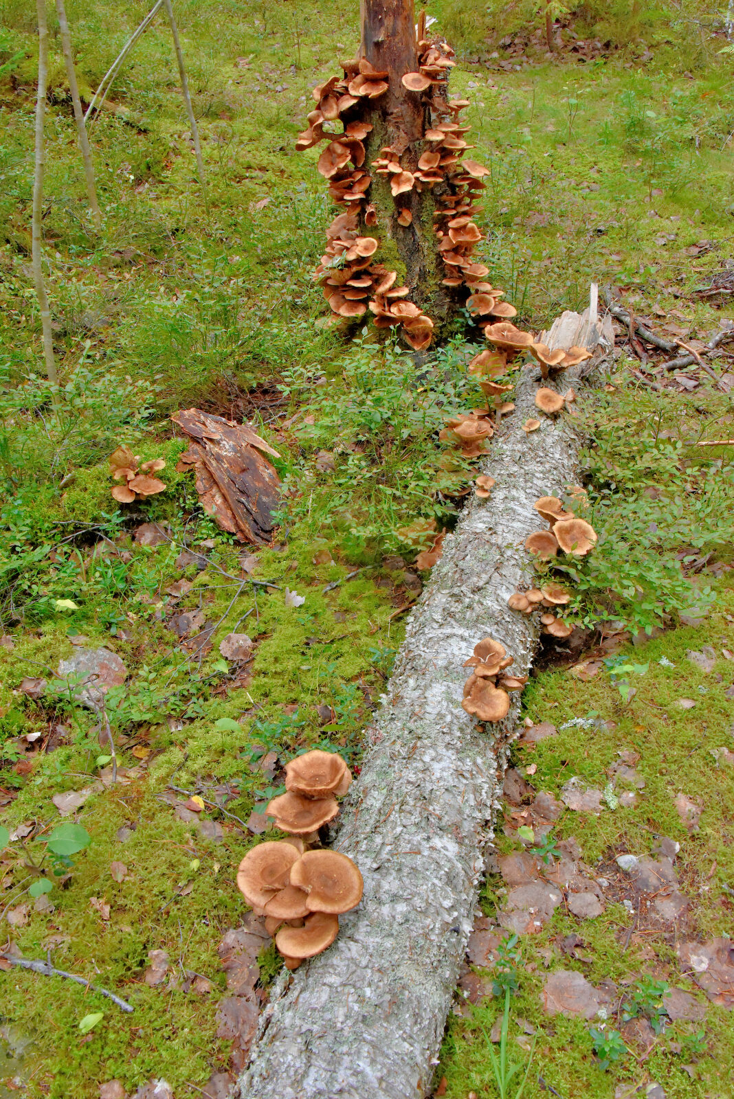Valokuvaaja: Reijo Juurinen