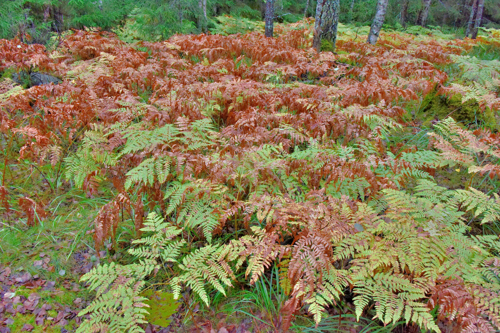 Valokuvaaja: Reijo Juurinen
