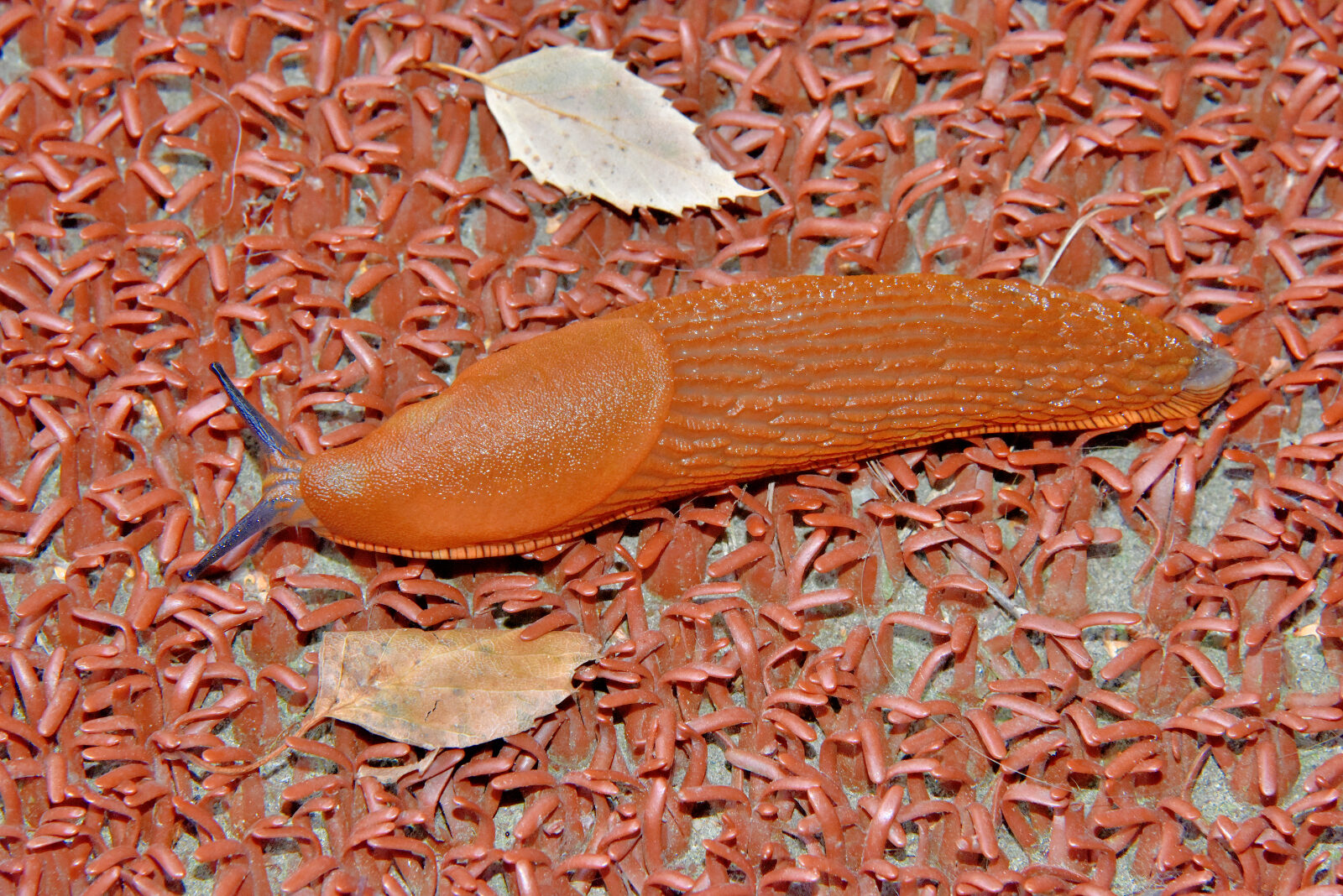 Valokuvaaja: Reijo Juurinen