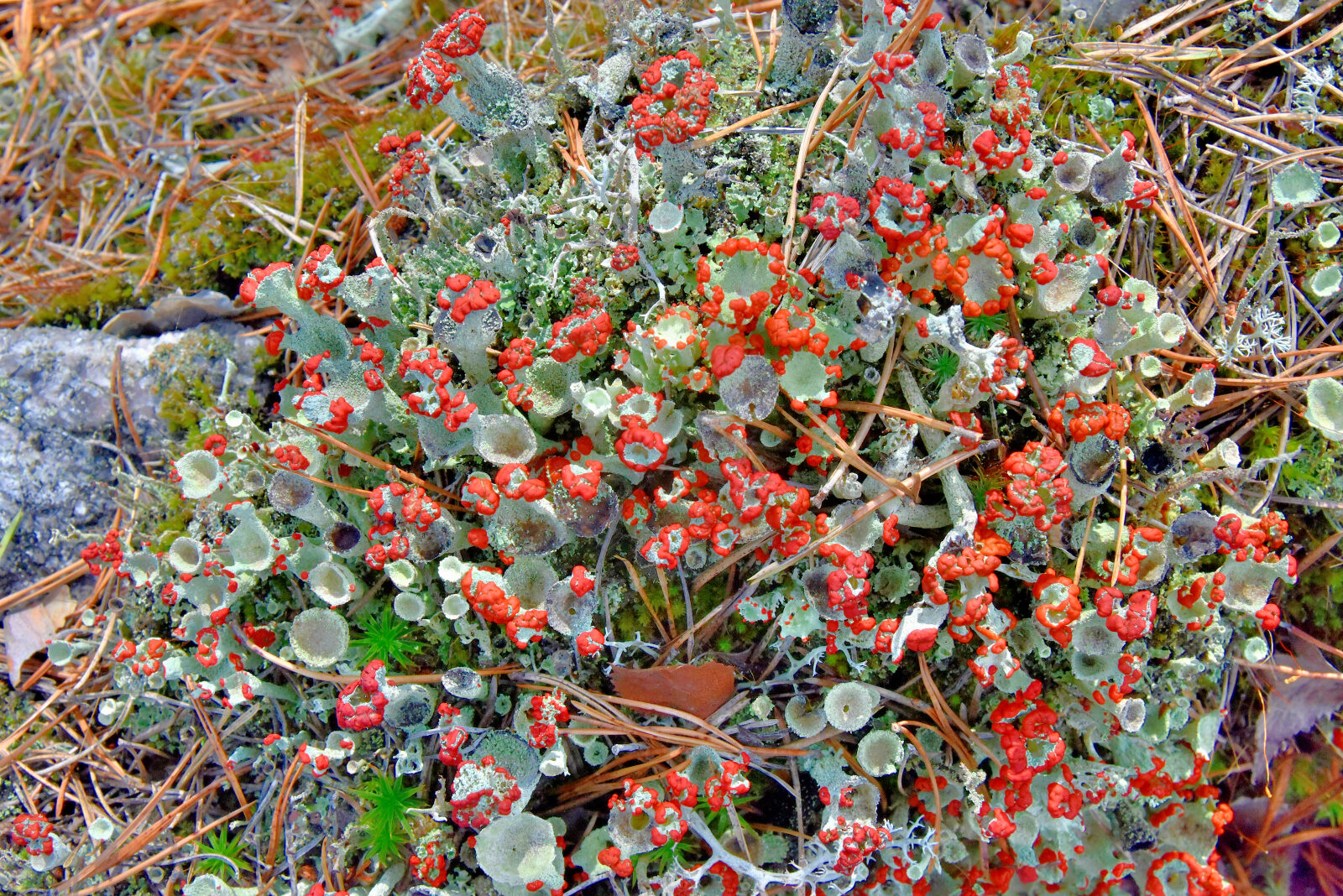Valokuvaaja: Reijo Juurinen