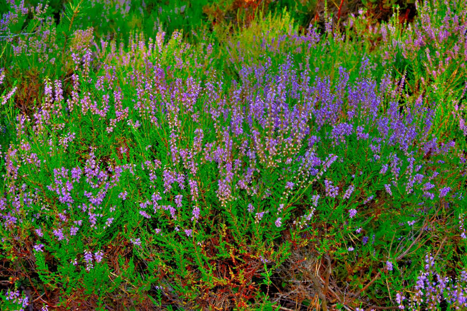Valokuvaaja: Reijo Juurinen