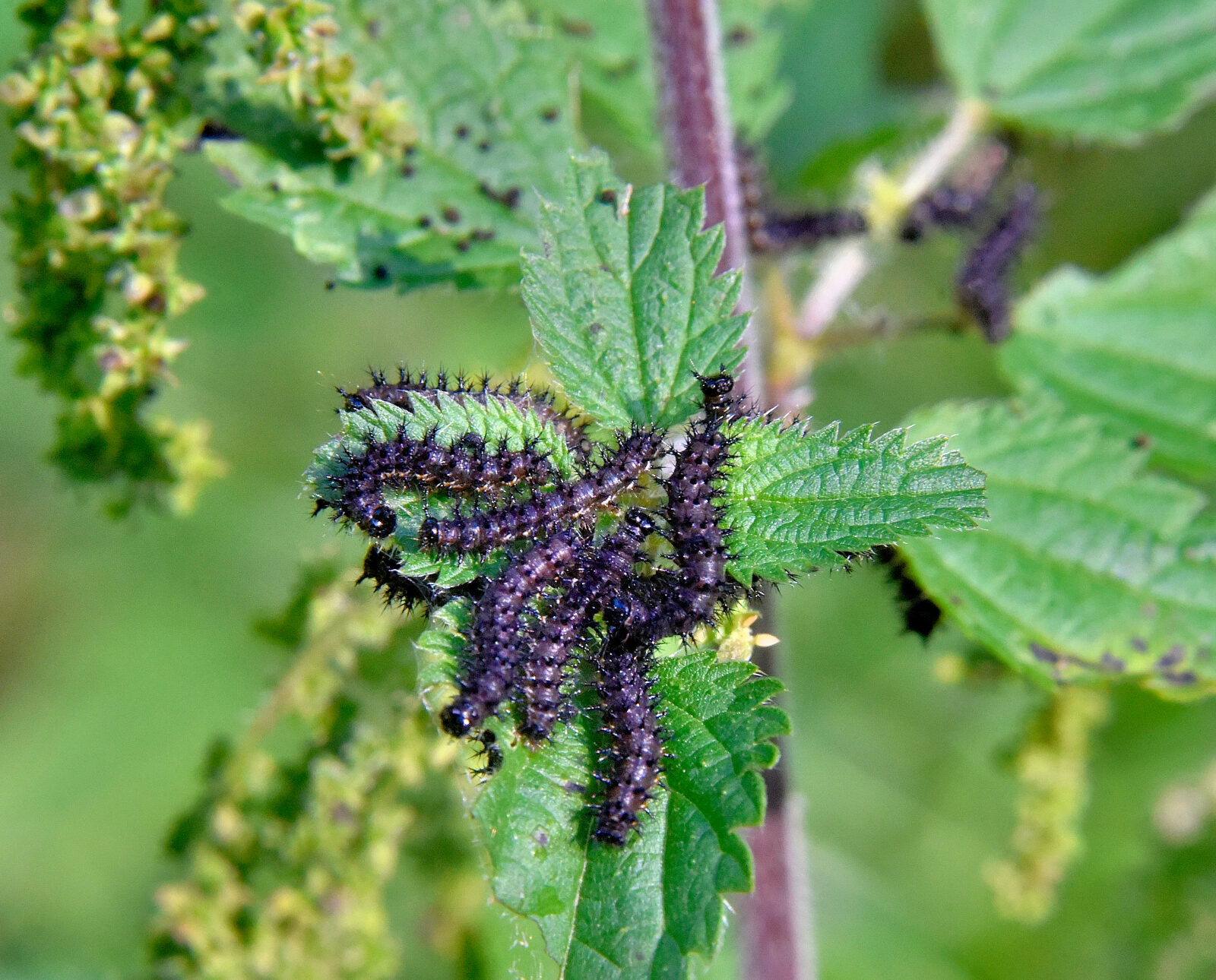 Valokuvaaja: Reijo Juurinen