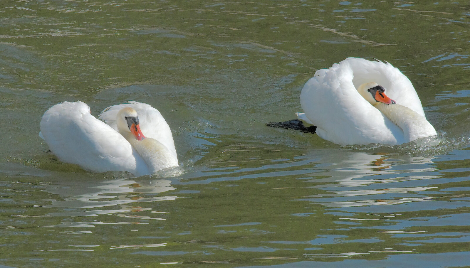 Valokuvaaja: Reijo Juurinen Valokuvaaja: Reijo Juurinen
