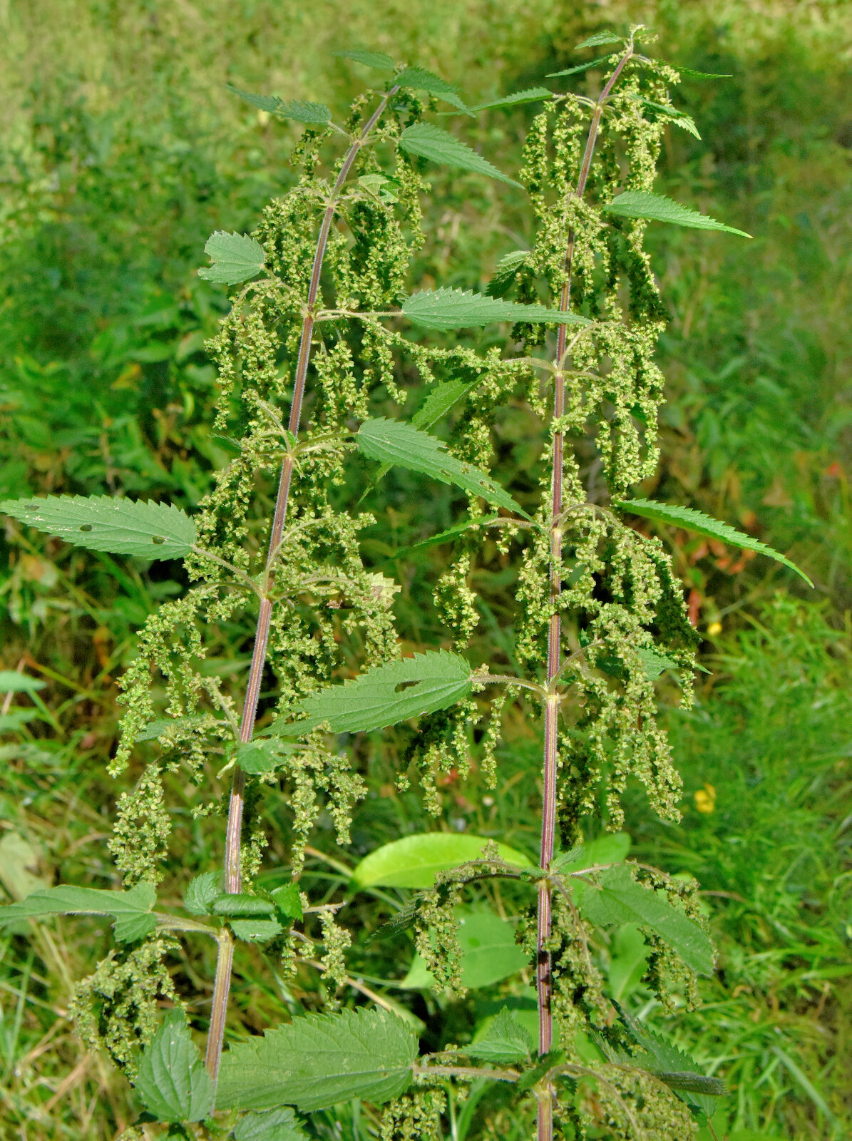 Valokuvaaja: Reijo Juurinen