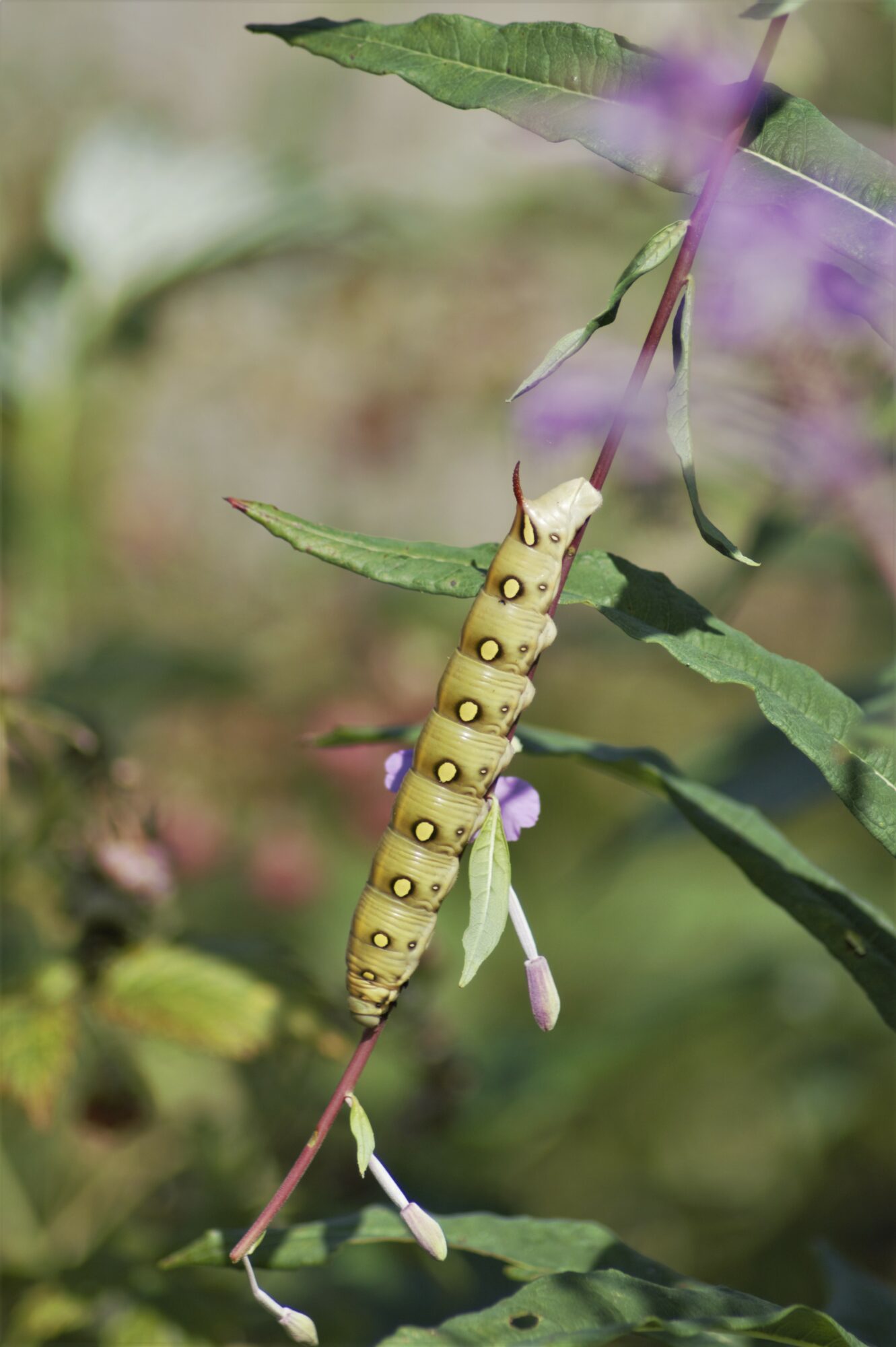 Valokuvaaja: Maarit Siitonen