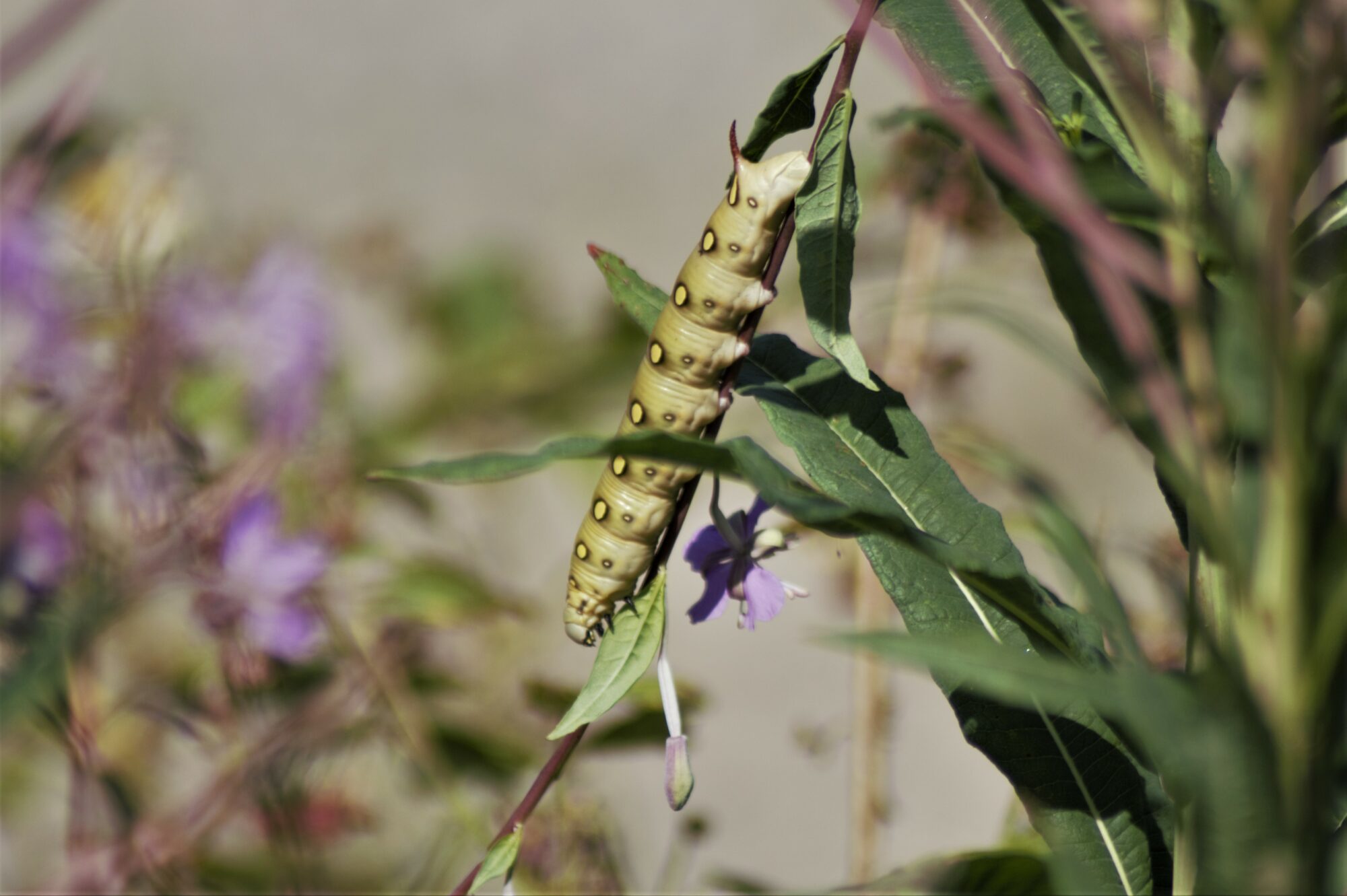 Valokuvaaja: Maarit Siitonen