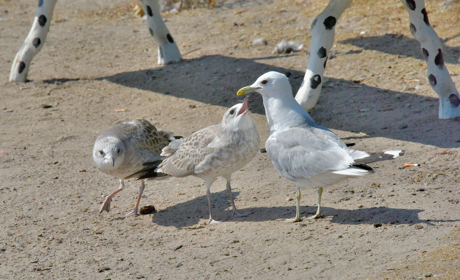Valokuvaaja: Reijo Juurinen