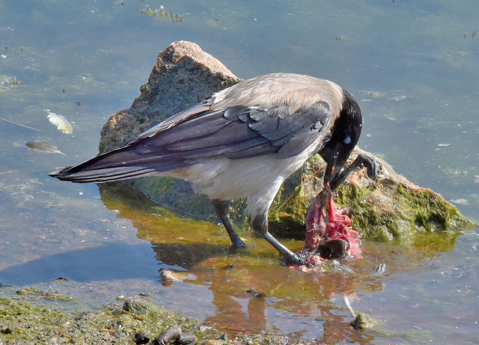 Valokuvaaja: Reijo Juurinen