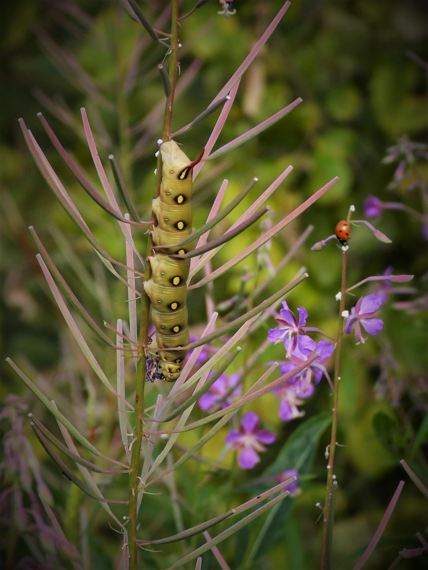 Valokuvaaja: Maarit Siitonen