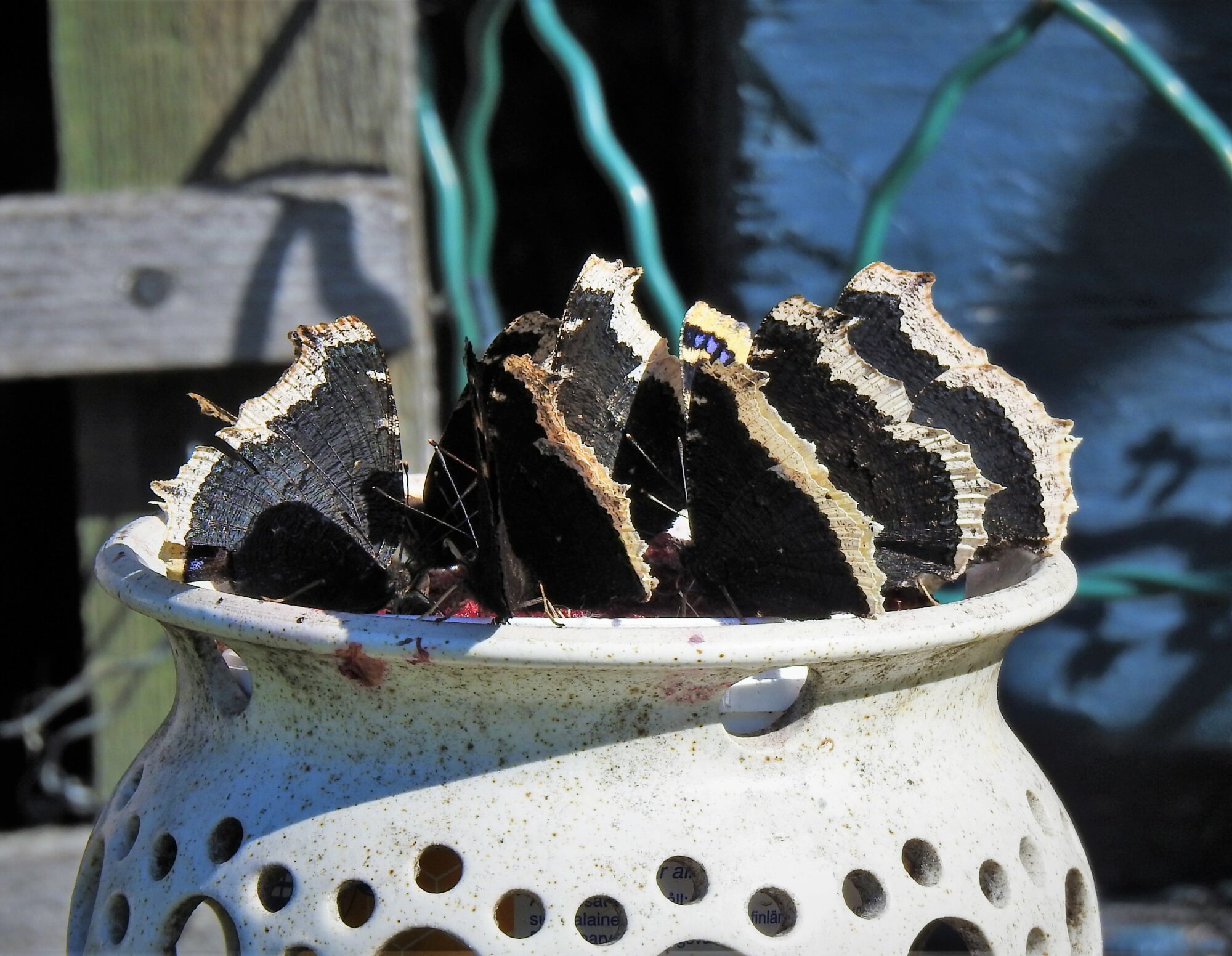 Valokuvaaja: Iiris Haltimo