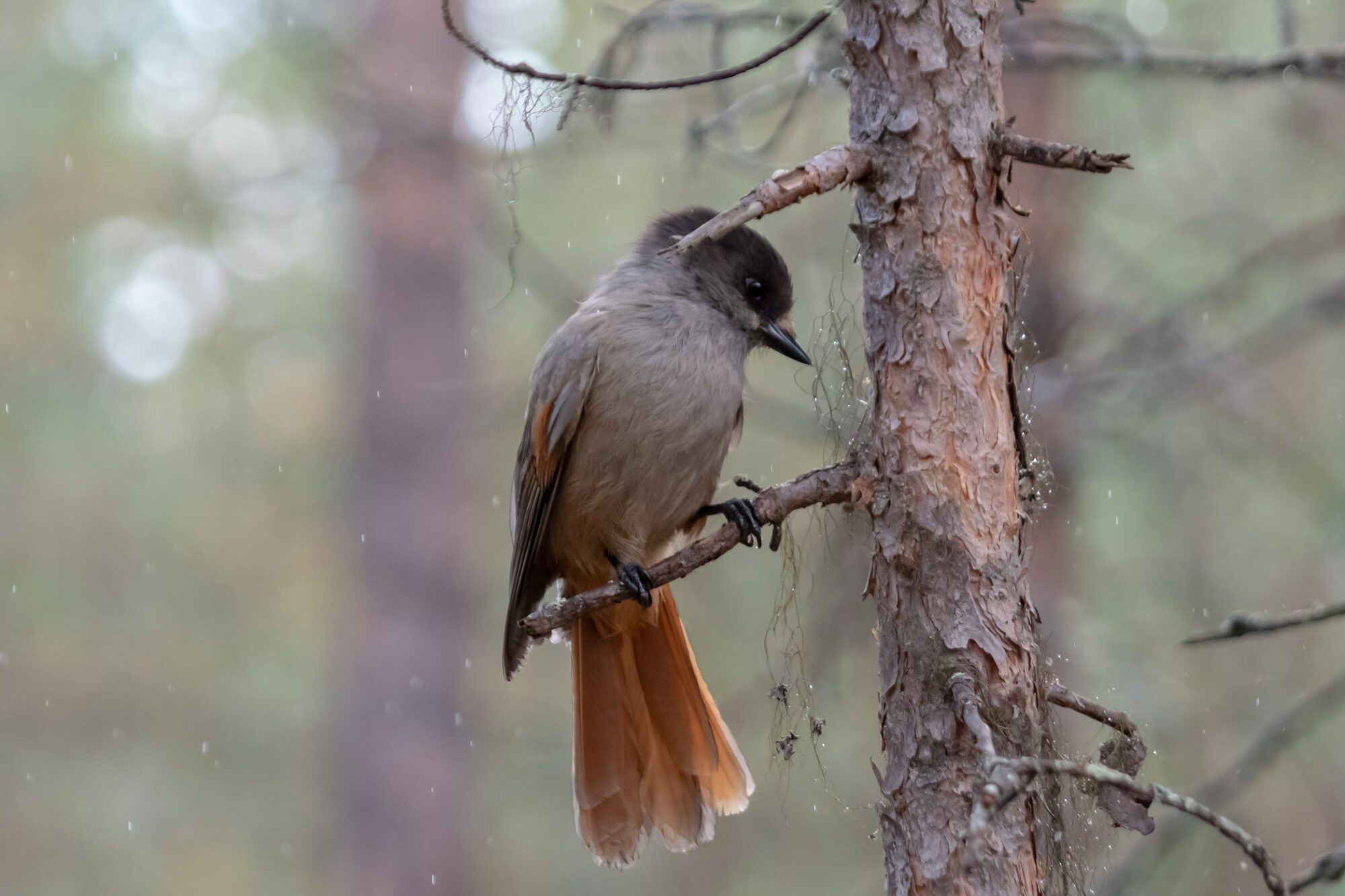 Valokuvaaja: Leena Rissanen
