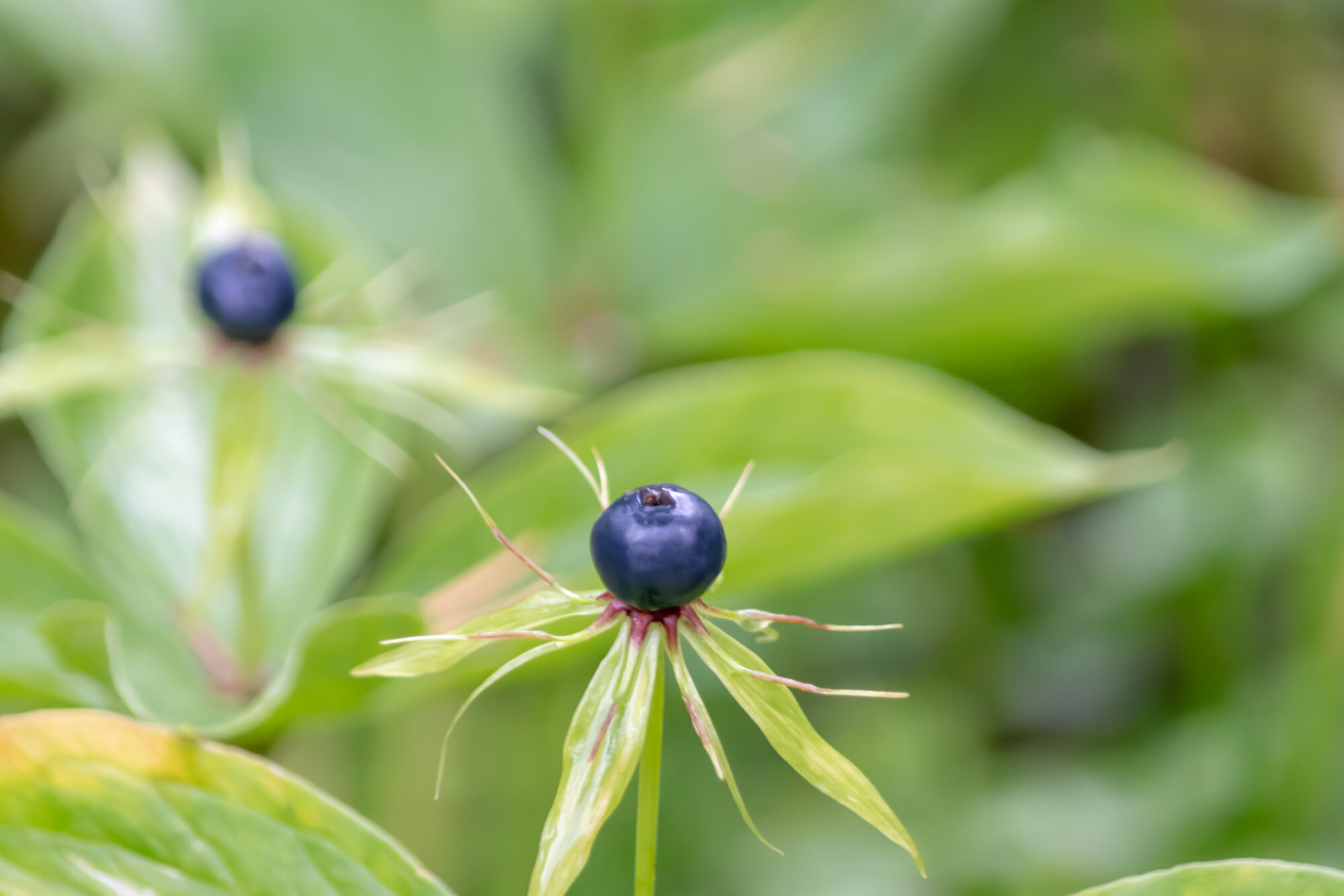 Valokuvaaja: Leena Rissanen