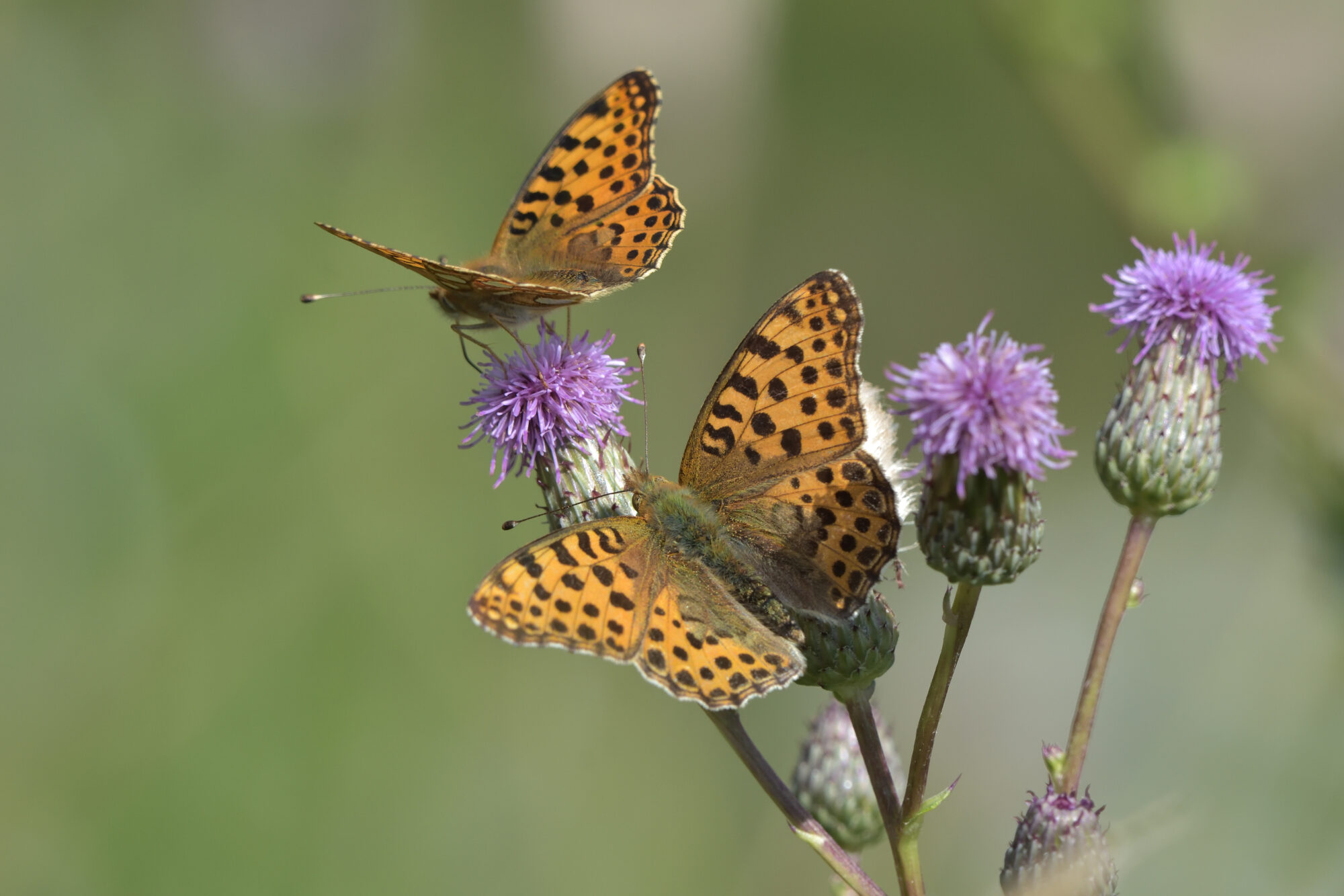 Valokuvaaja: Asko Heikkinen