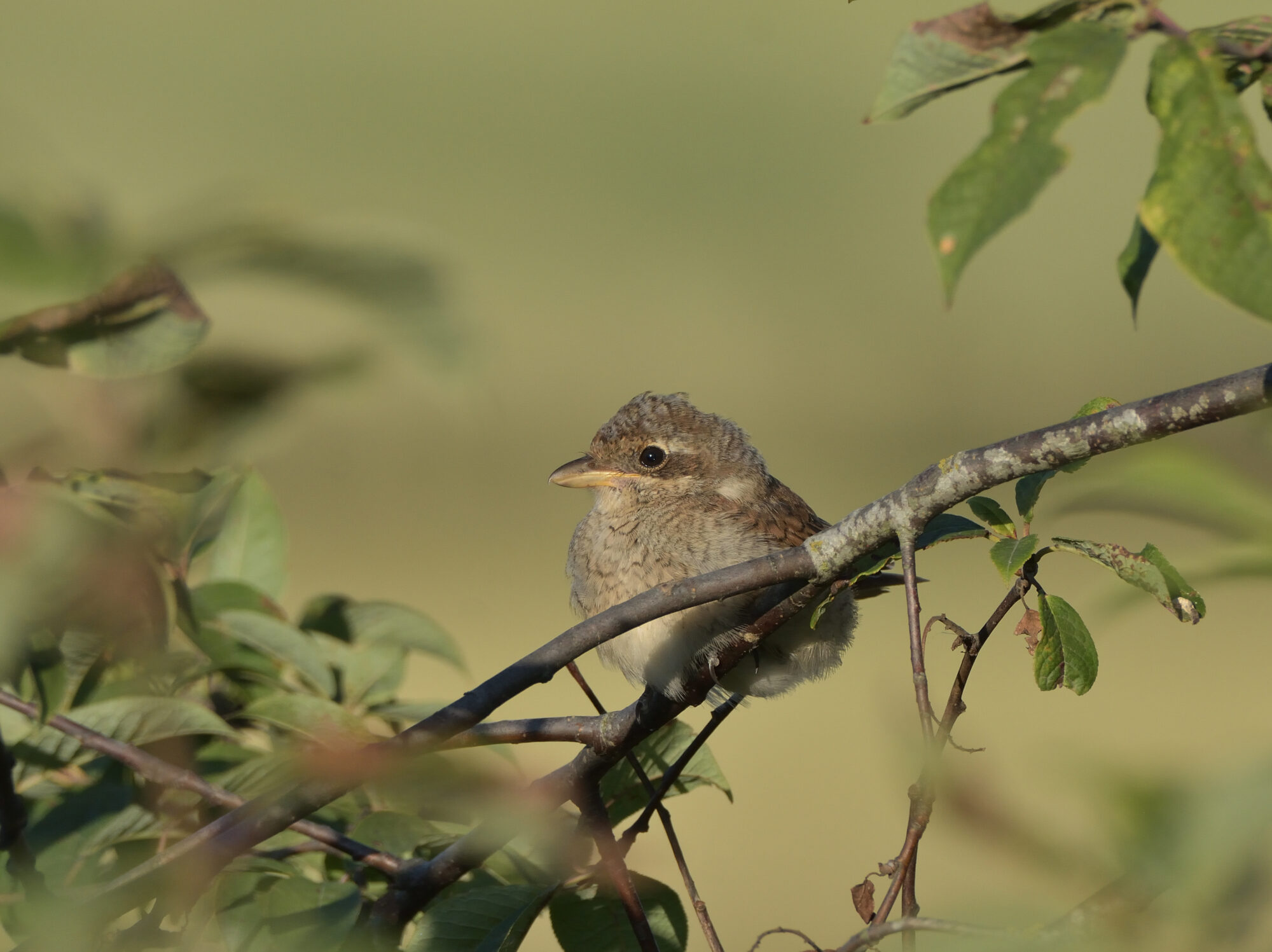 Valokuvaaja: Asko Heikkinen