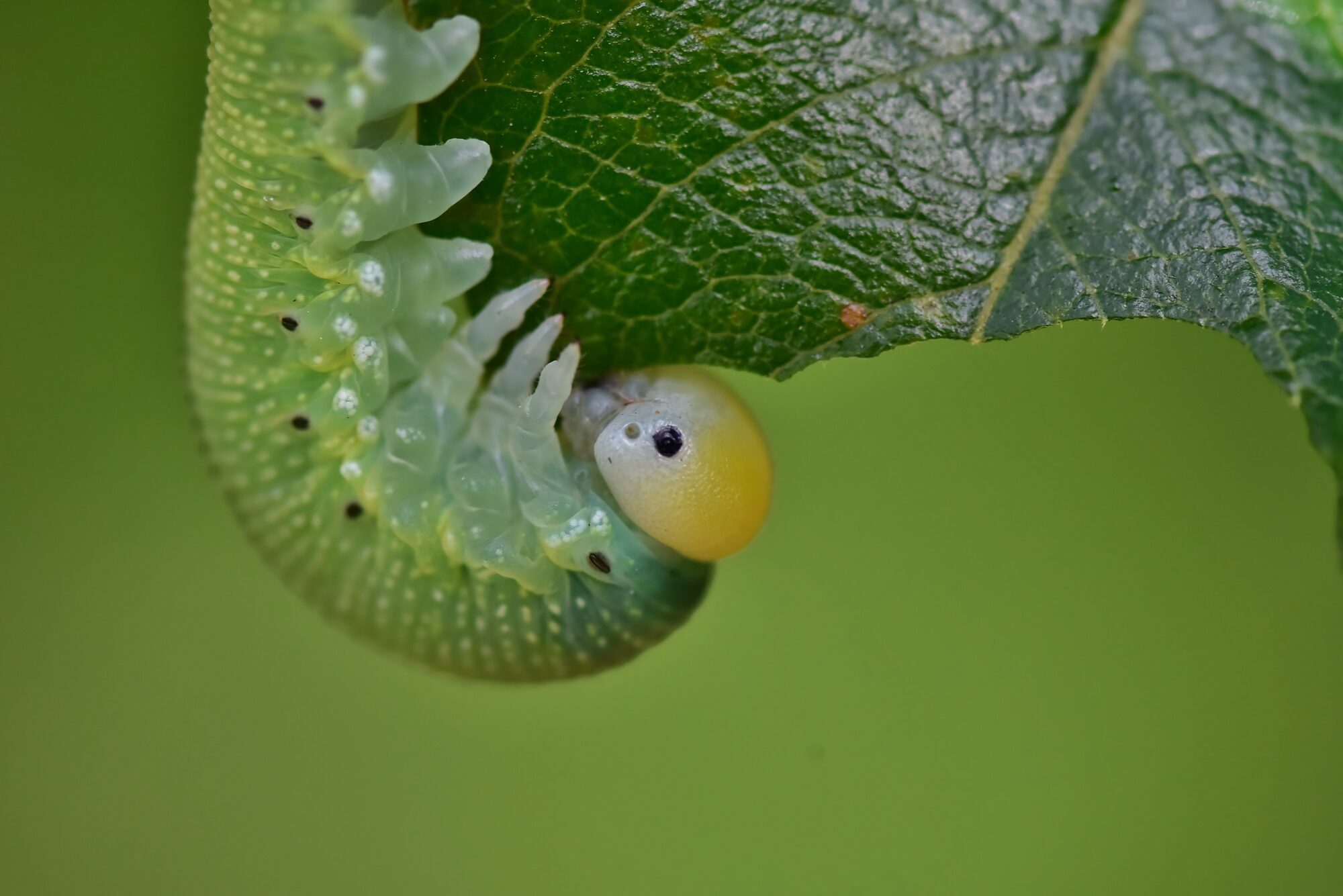Valokuvaaja: Markku Pelkonen