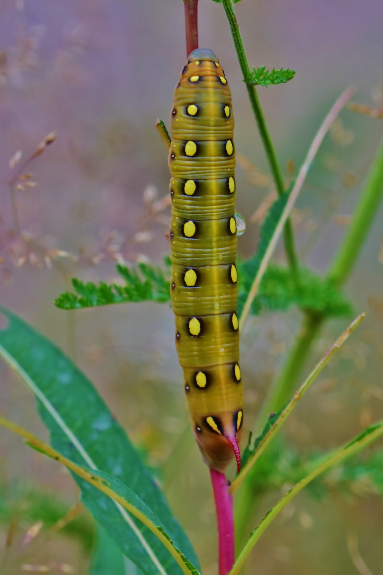 Valokuvaaja: Markku Pelkonen