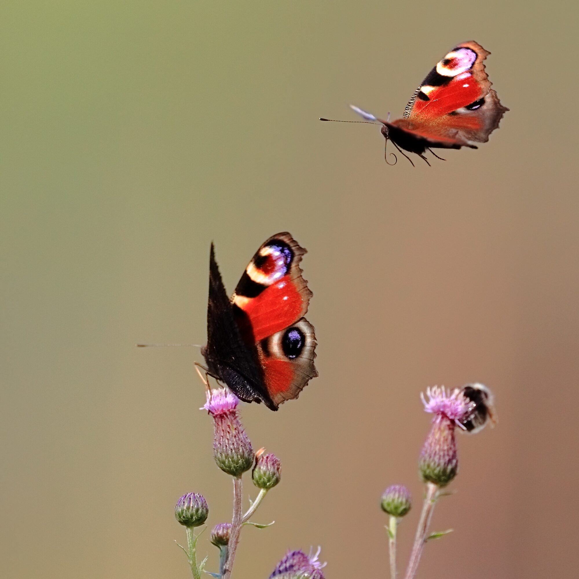 Valokuvaaja: Ari Branthin