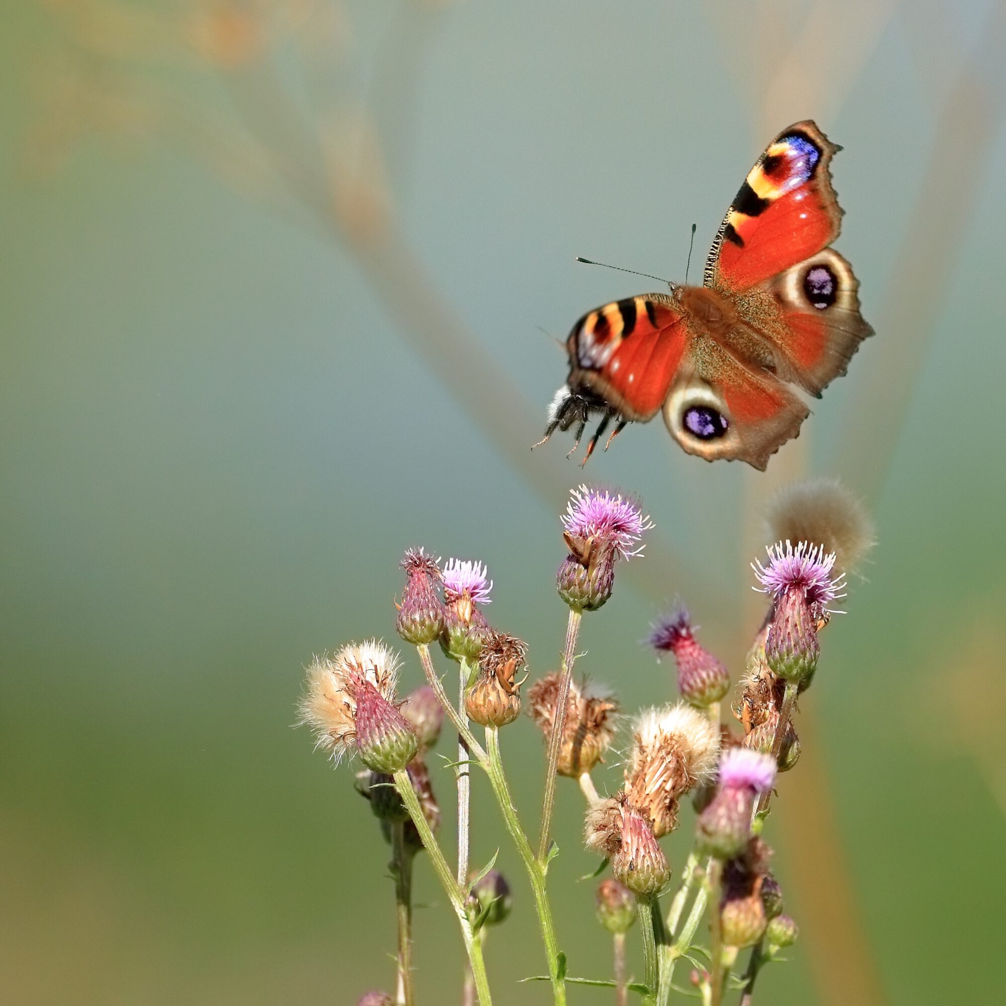 Valokuvaaja: Ari Branthin