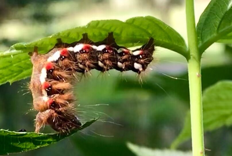 Valokuvaaja: Anne Patana