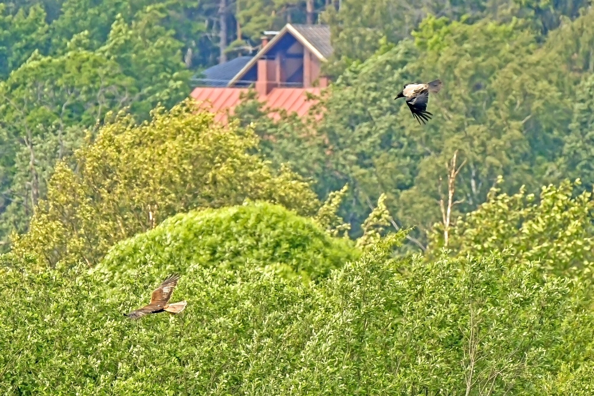 Valokuvaaja: Esko Pihl