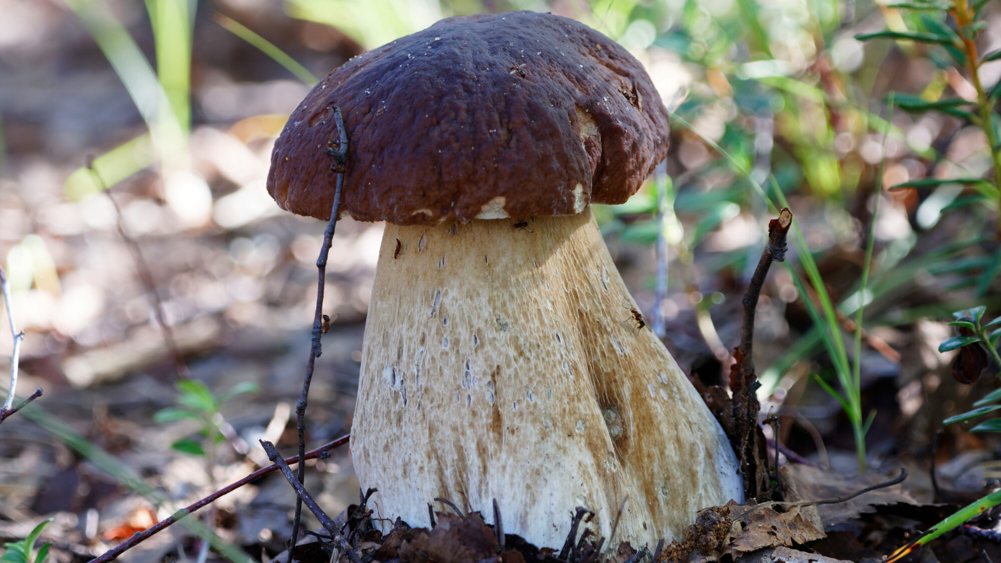 Valokuvaaja: Tommi Kujala