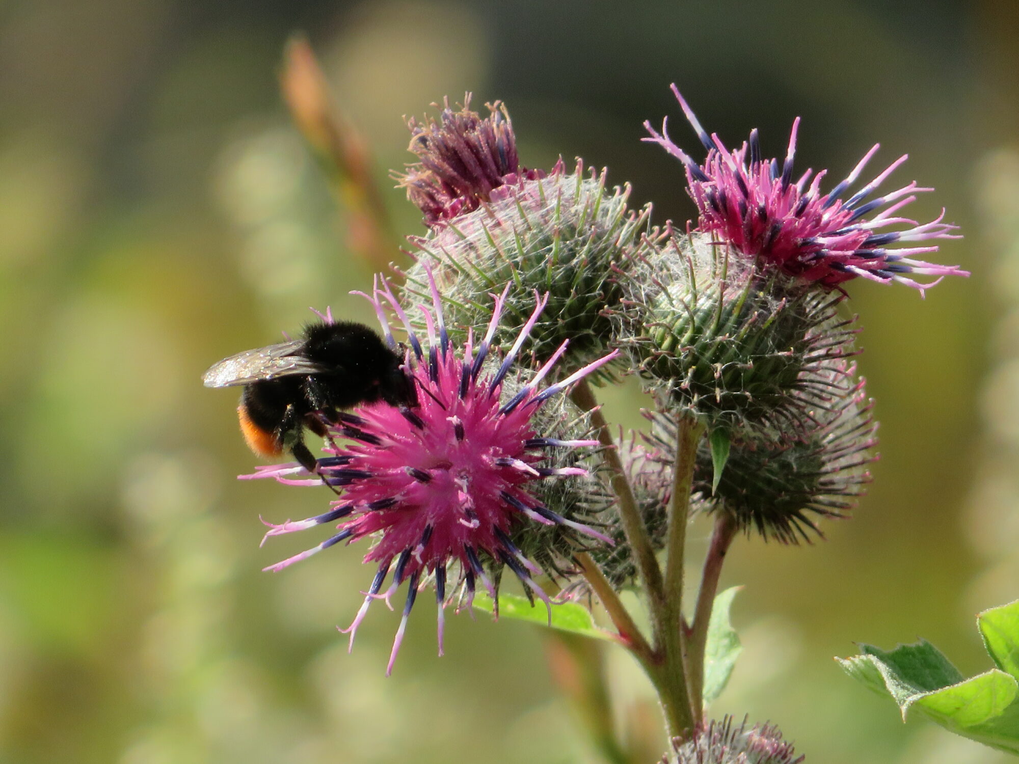Valokuvaaja: Risto Kangassalo