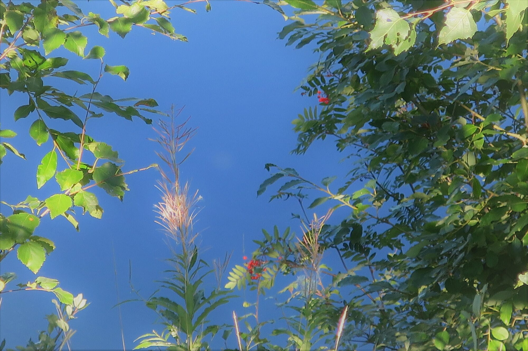 Valokuvaaja: Arto Alasuutari