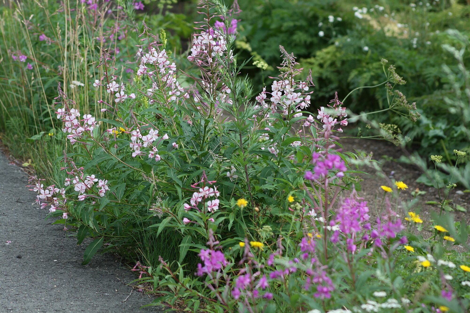 Valokuvaaja: Pirkko Siukonen