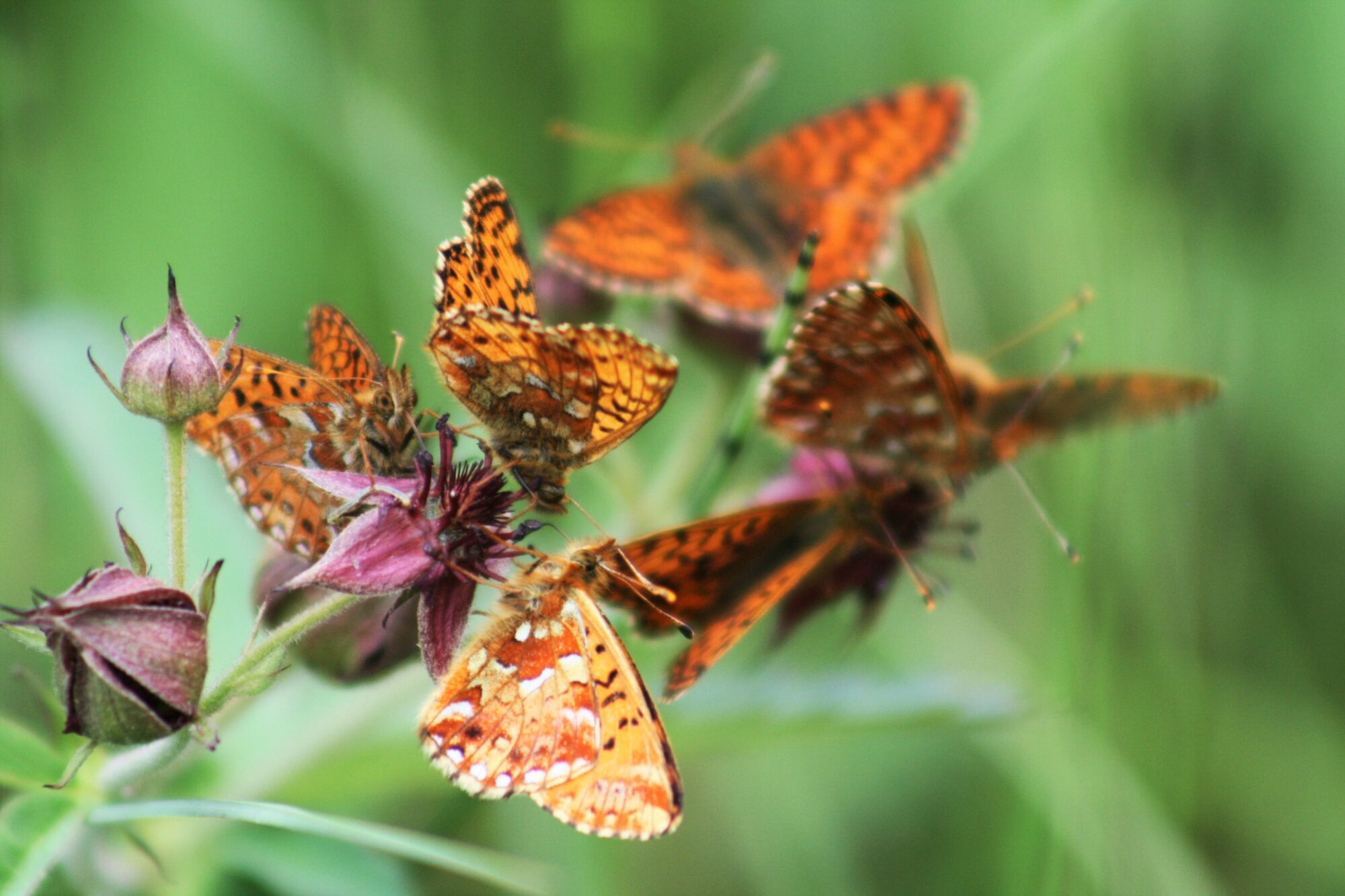 Valokuvaaja: Neea Kelloniemi