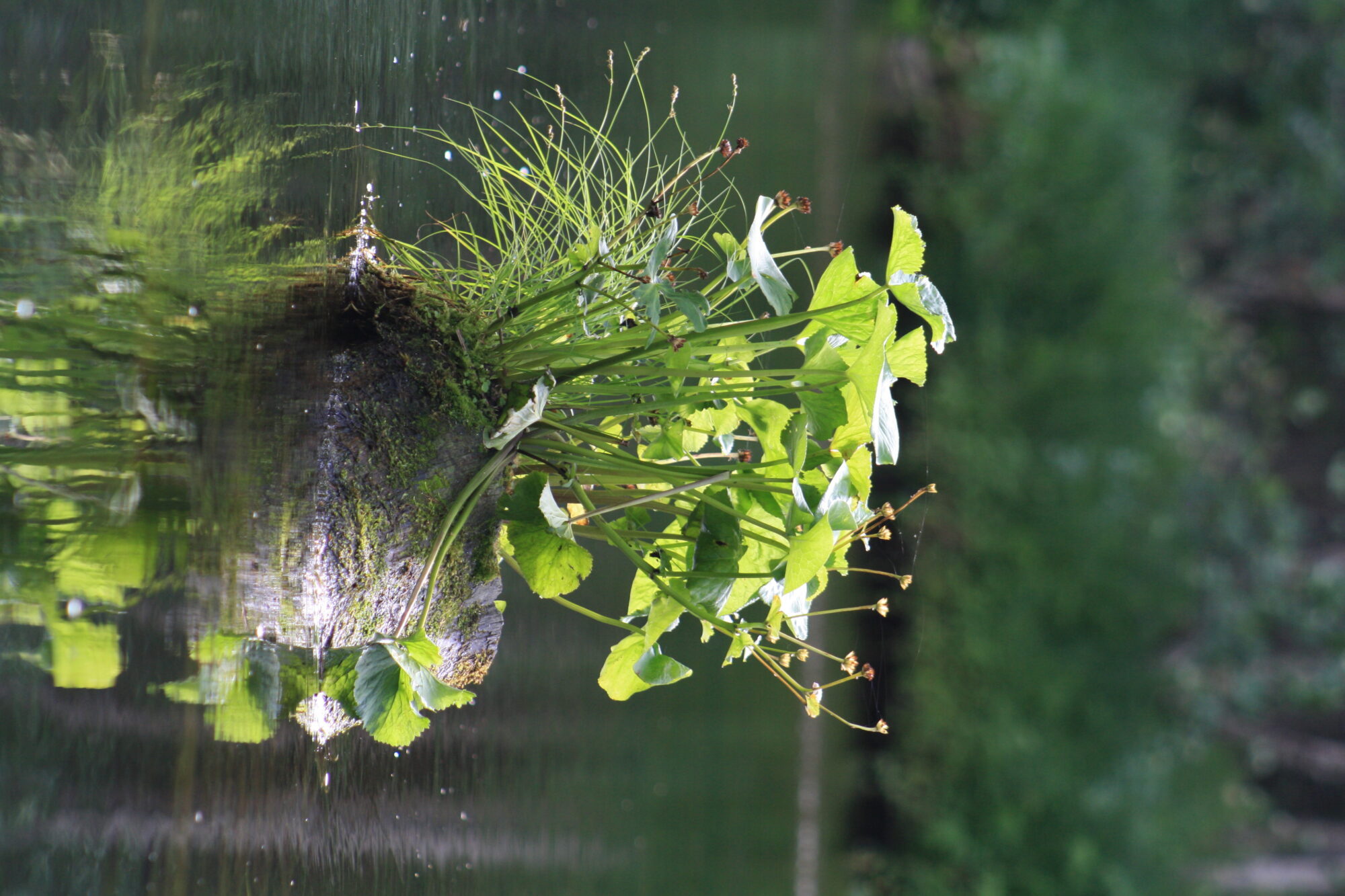 Valokuvaaja: Neea Kelloniemi