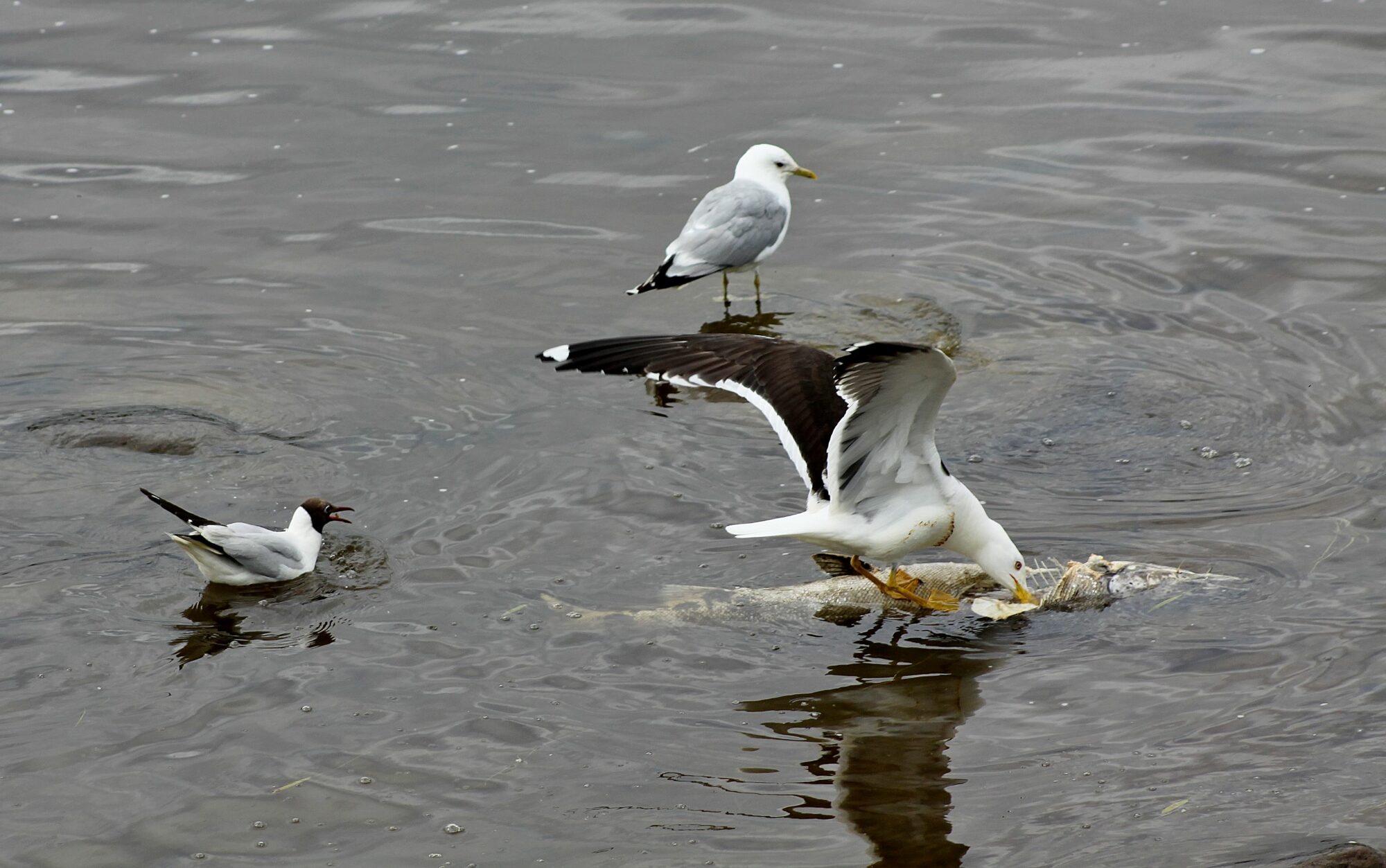 Valokuvaaja: Pirkko Siukonen