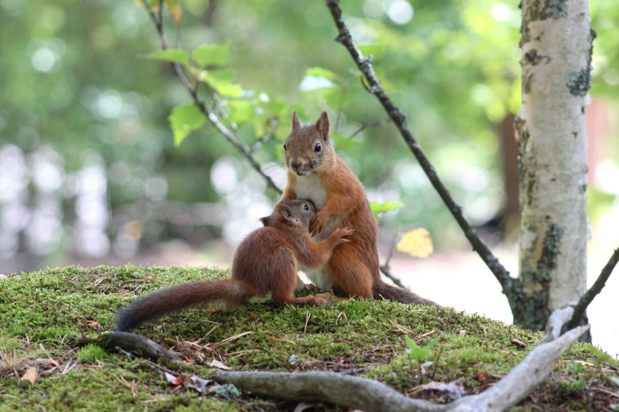 Valokuvaaja: Kirsti Kuronen