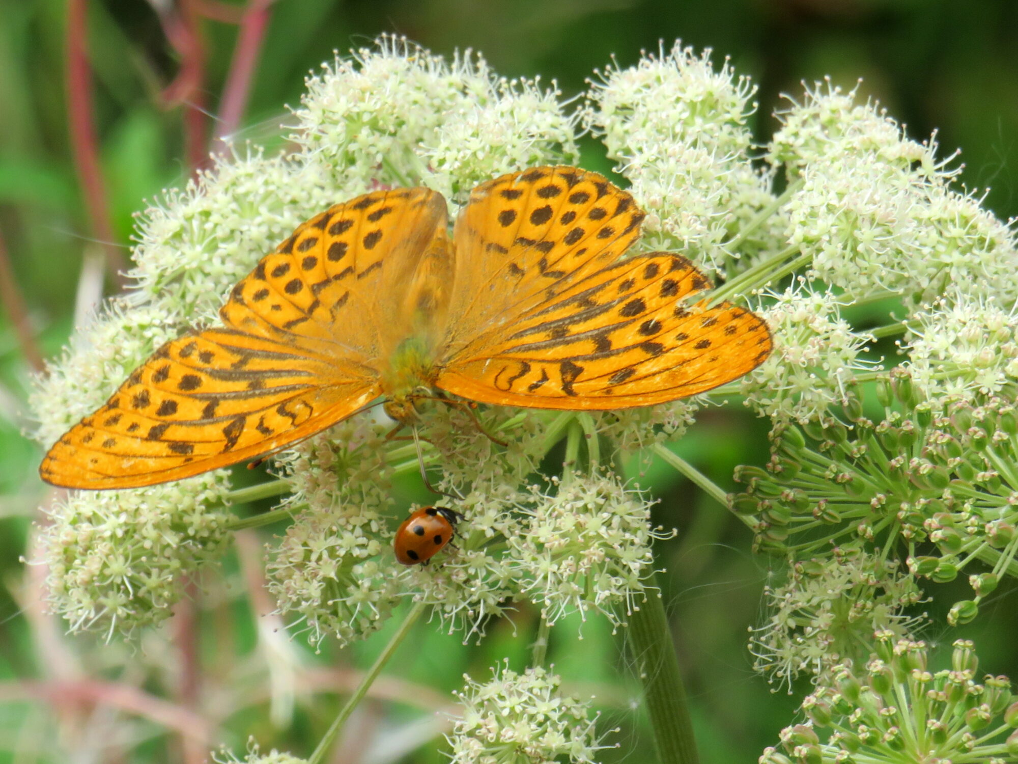 Valokuvaaja: Sirkka Ruotoistenmäki
