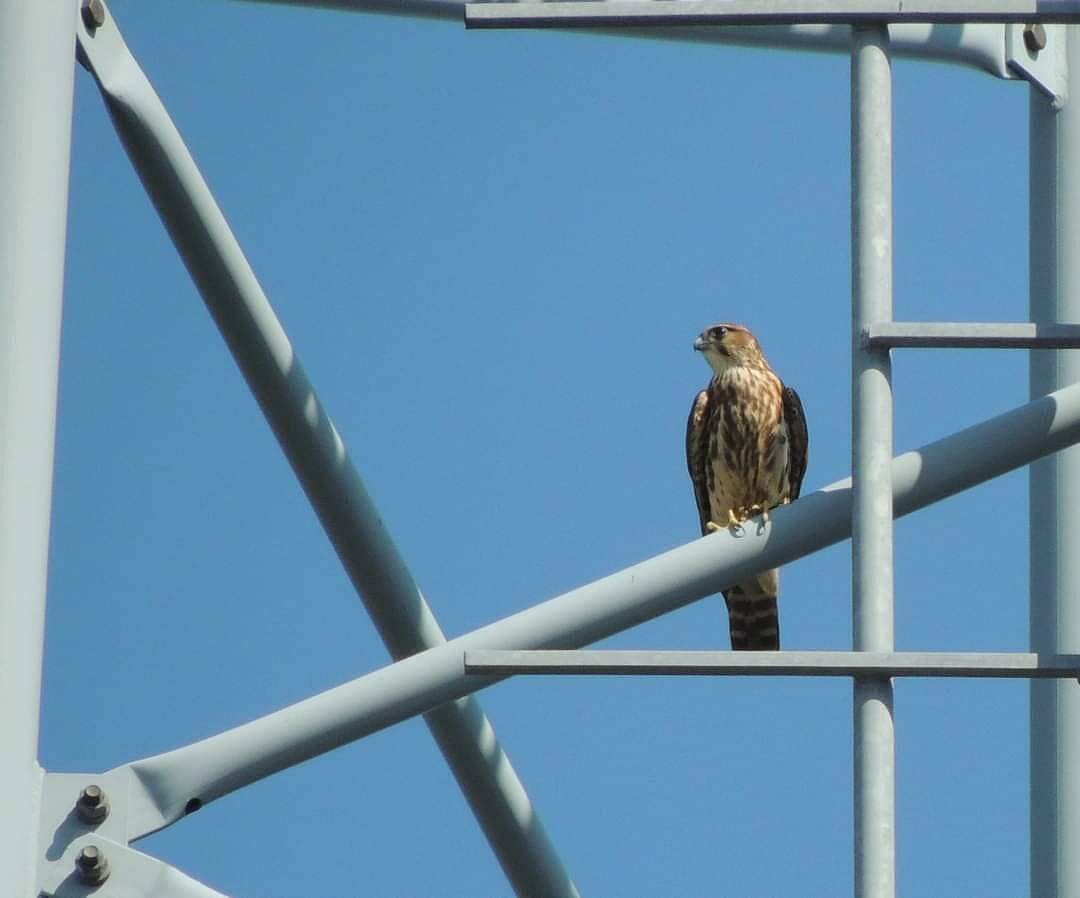 Valokuvaaja: Satu-Sinikka Vuolteenaho