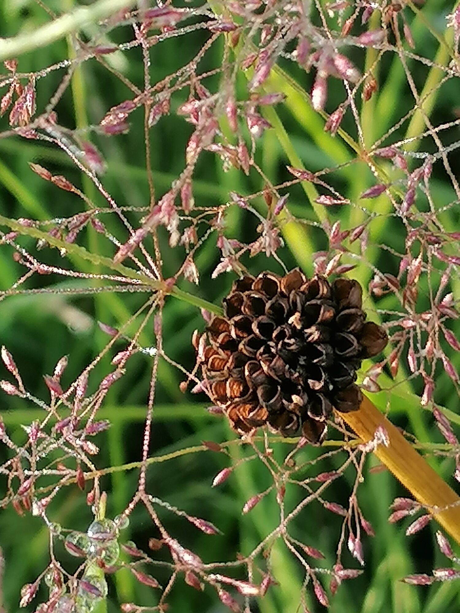 Valokuvaaja: Virva Guttorm