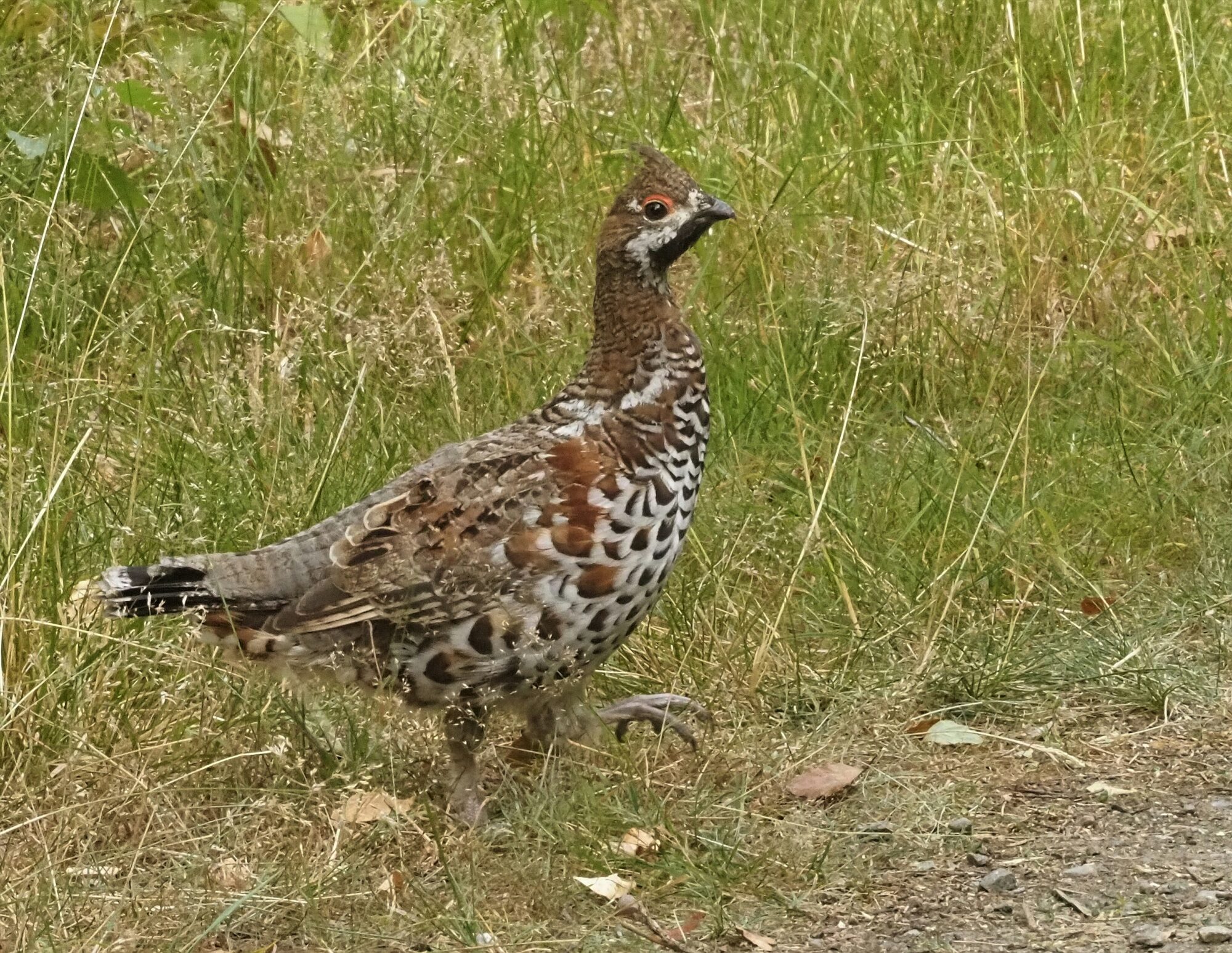 Valokuvaaja: Mikkola Irma