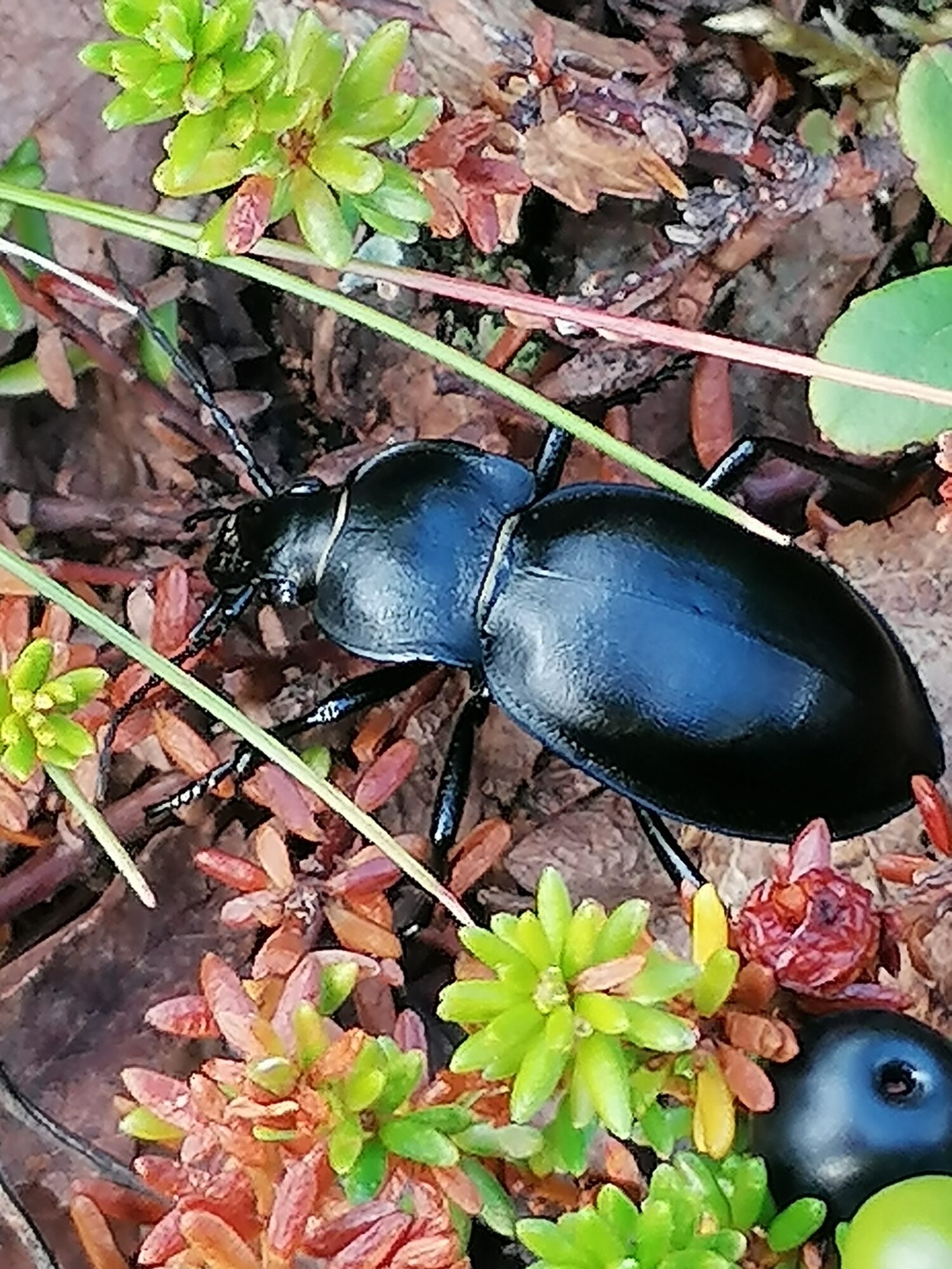 Valokuvaaja: Virva Guttorm