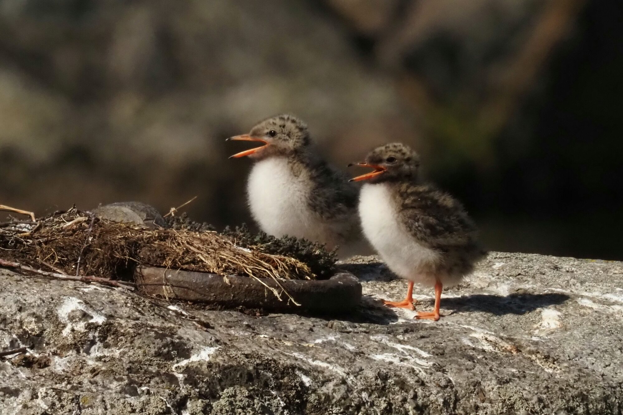 Valokuvaaja: Irma Mikkola